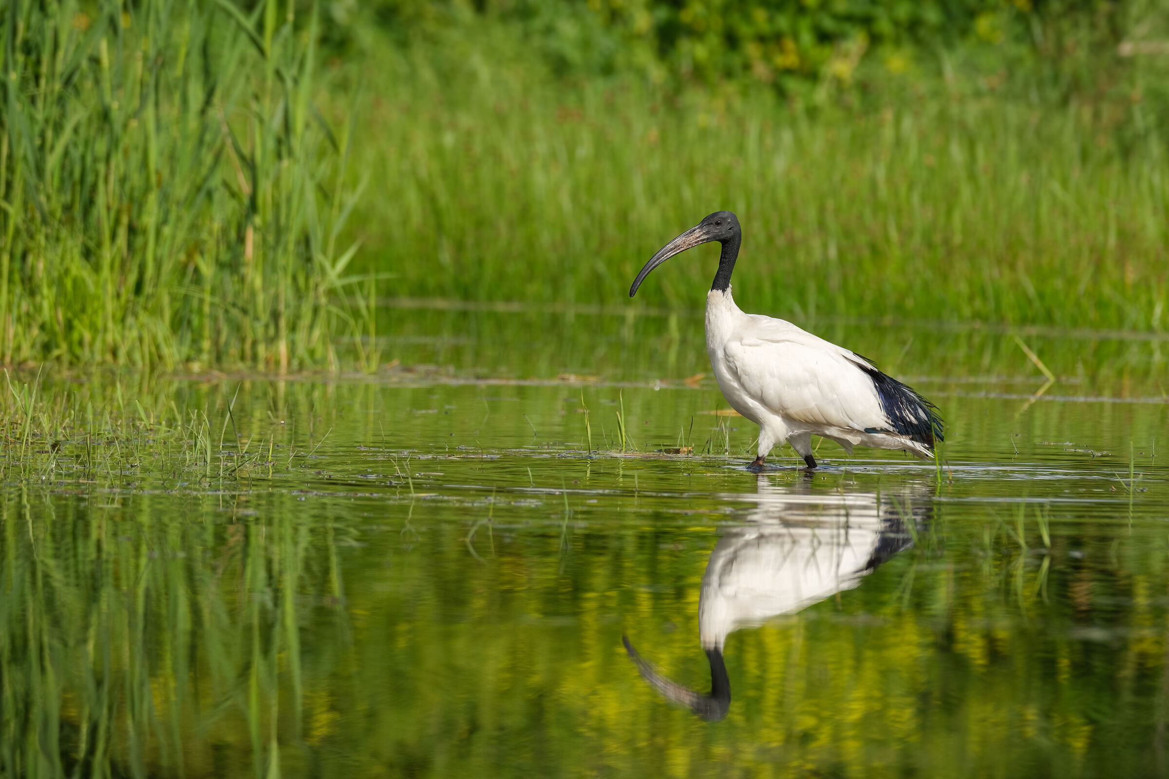 Sacred Ibis...