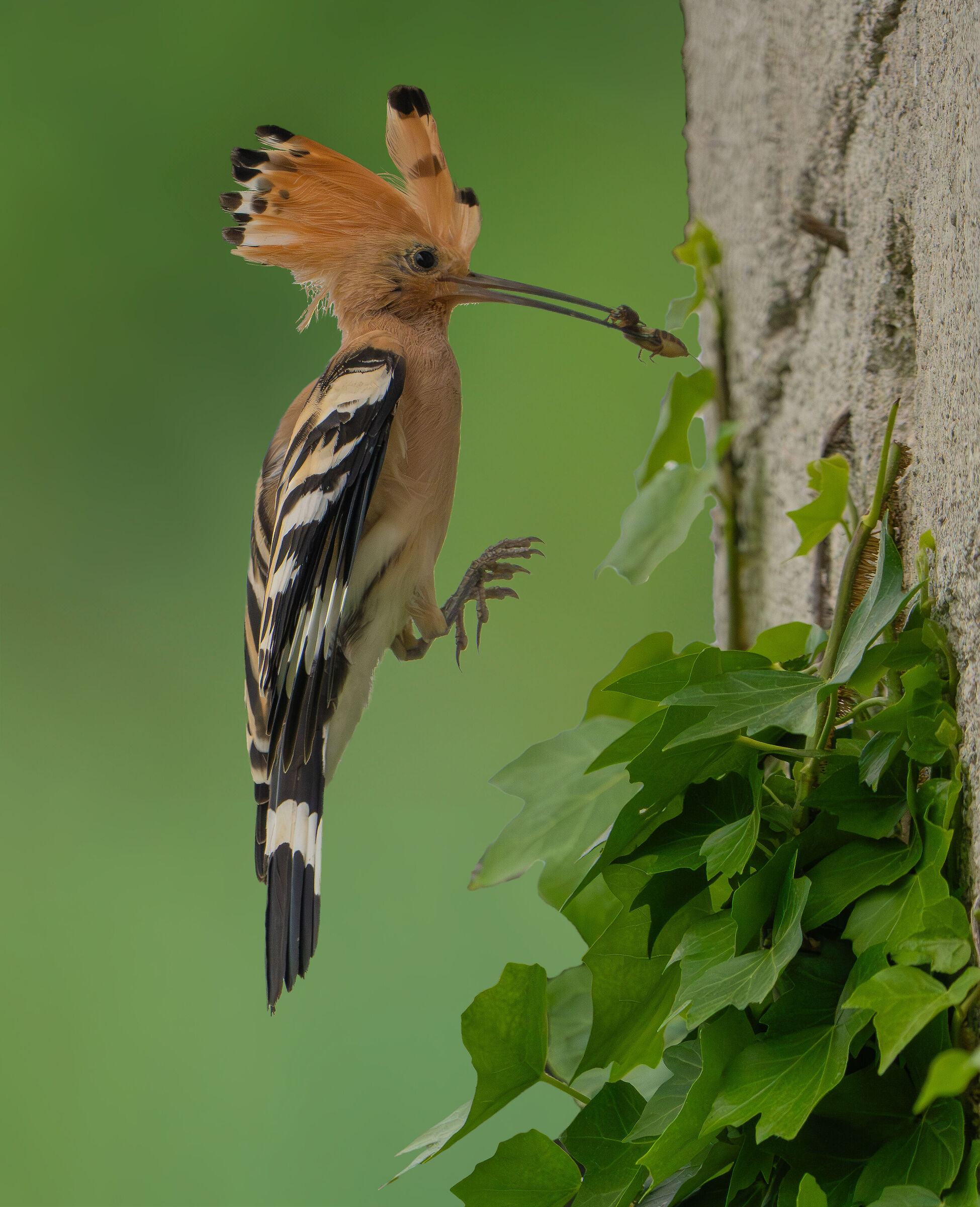 hoopoe on its way to the nest...
