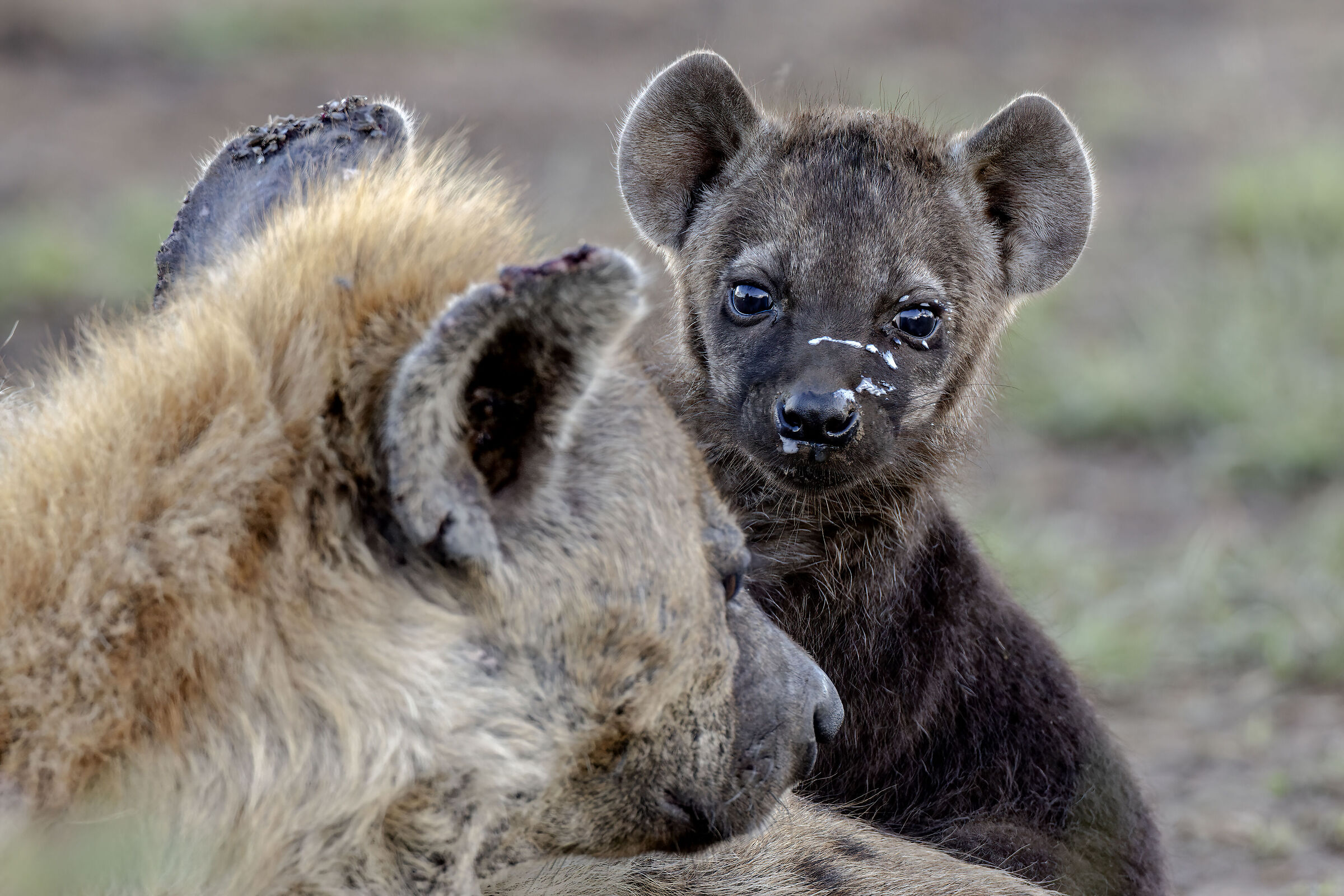 Hyena cub at feeding...