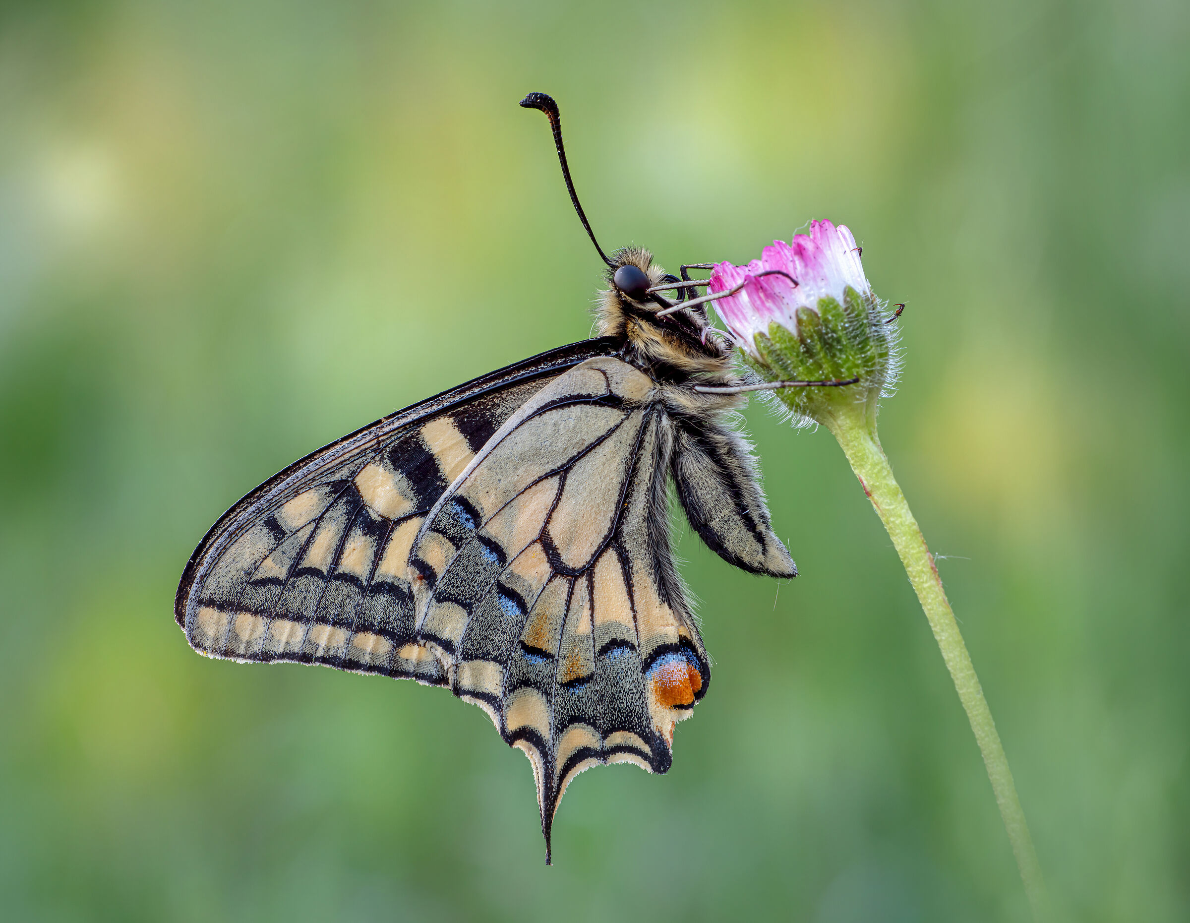 Papilio machaon (Linaneus, 1758)...