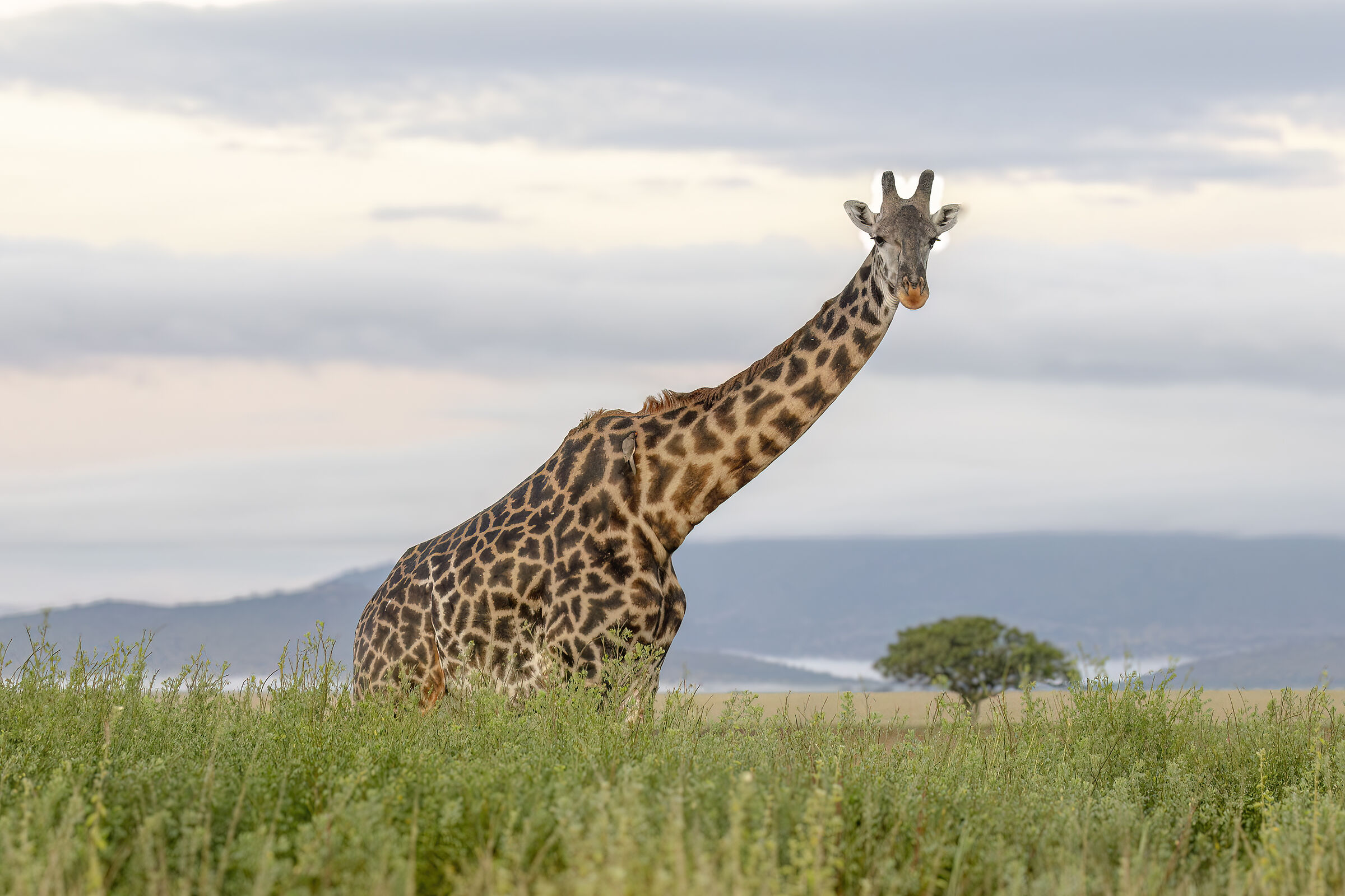 Giraffe - before sunrise on the Serengeti...