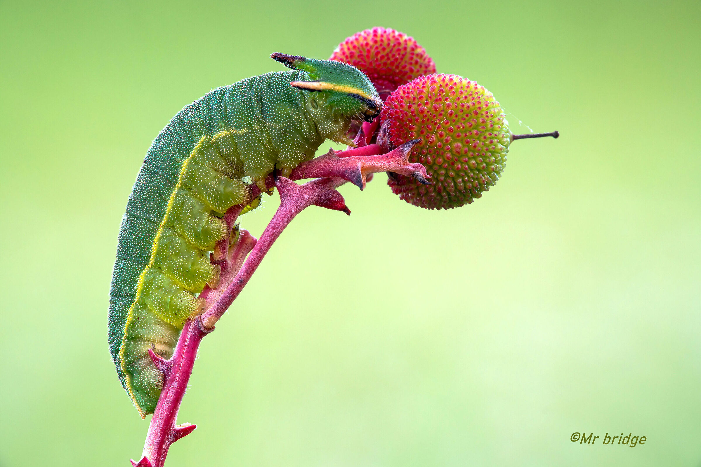 strawberry tree caterpillar...