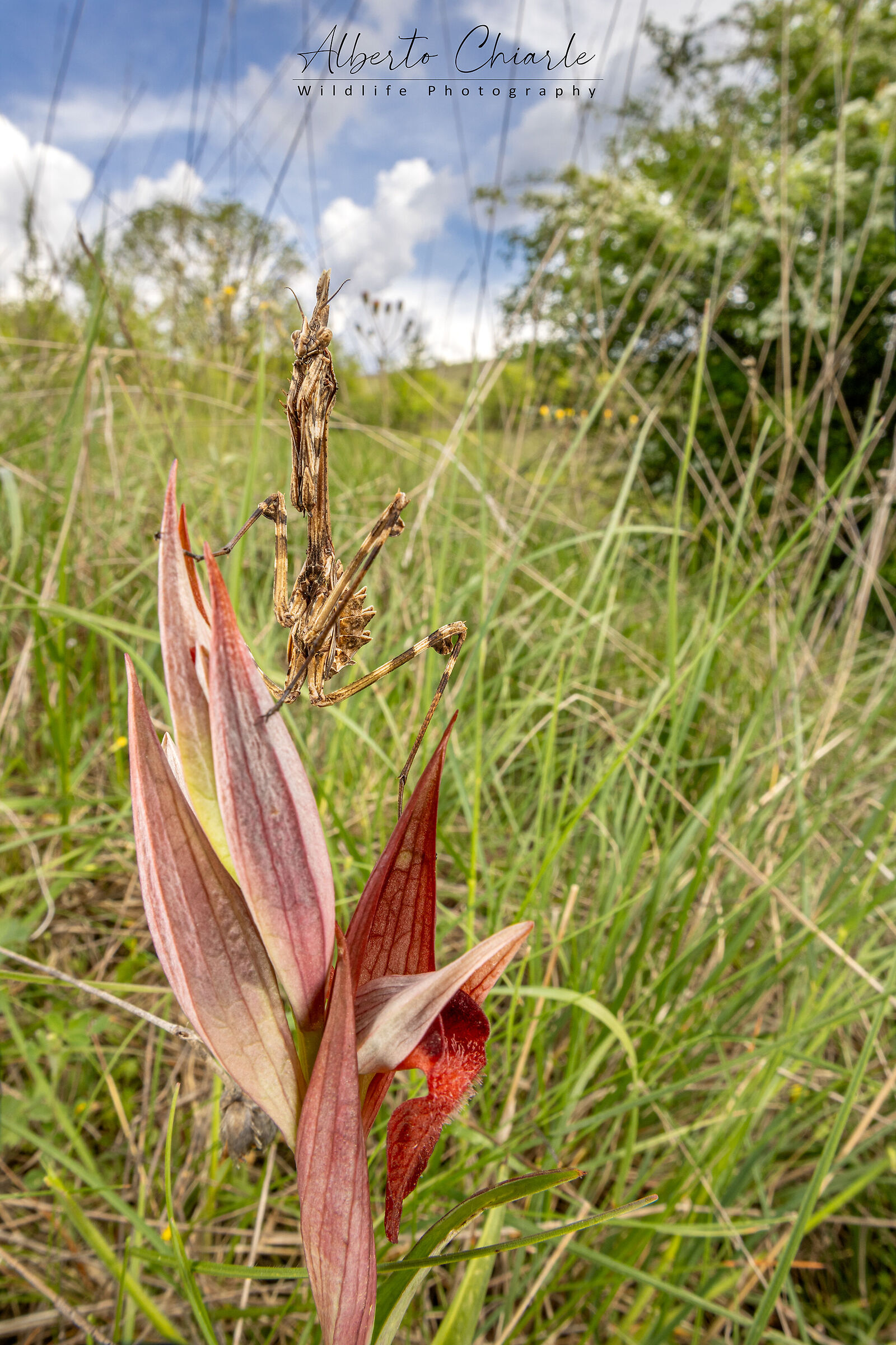 Empusa pennata su Serapias vomeracea...