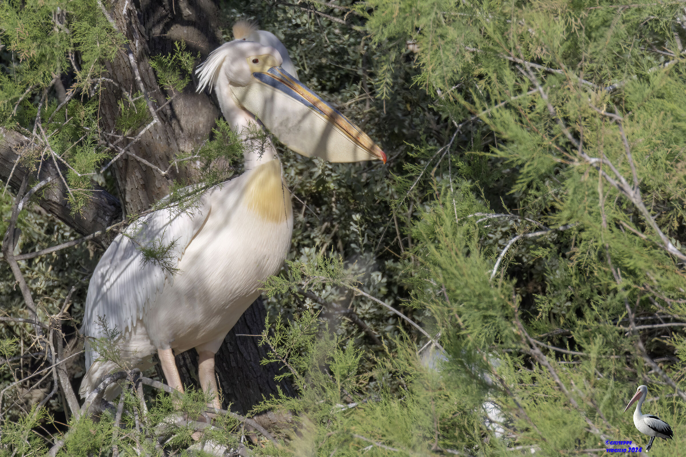 Common Pelican (Sardinia 2024)...