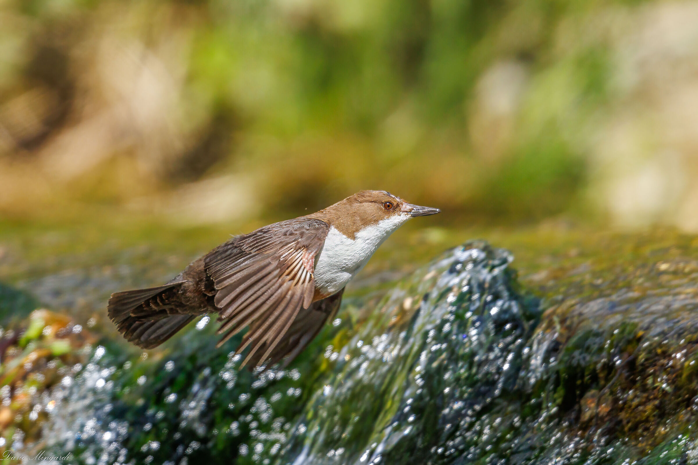 Dipper flying over waterfall...