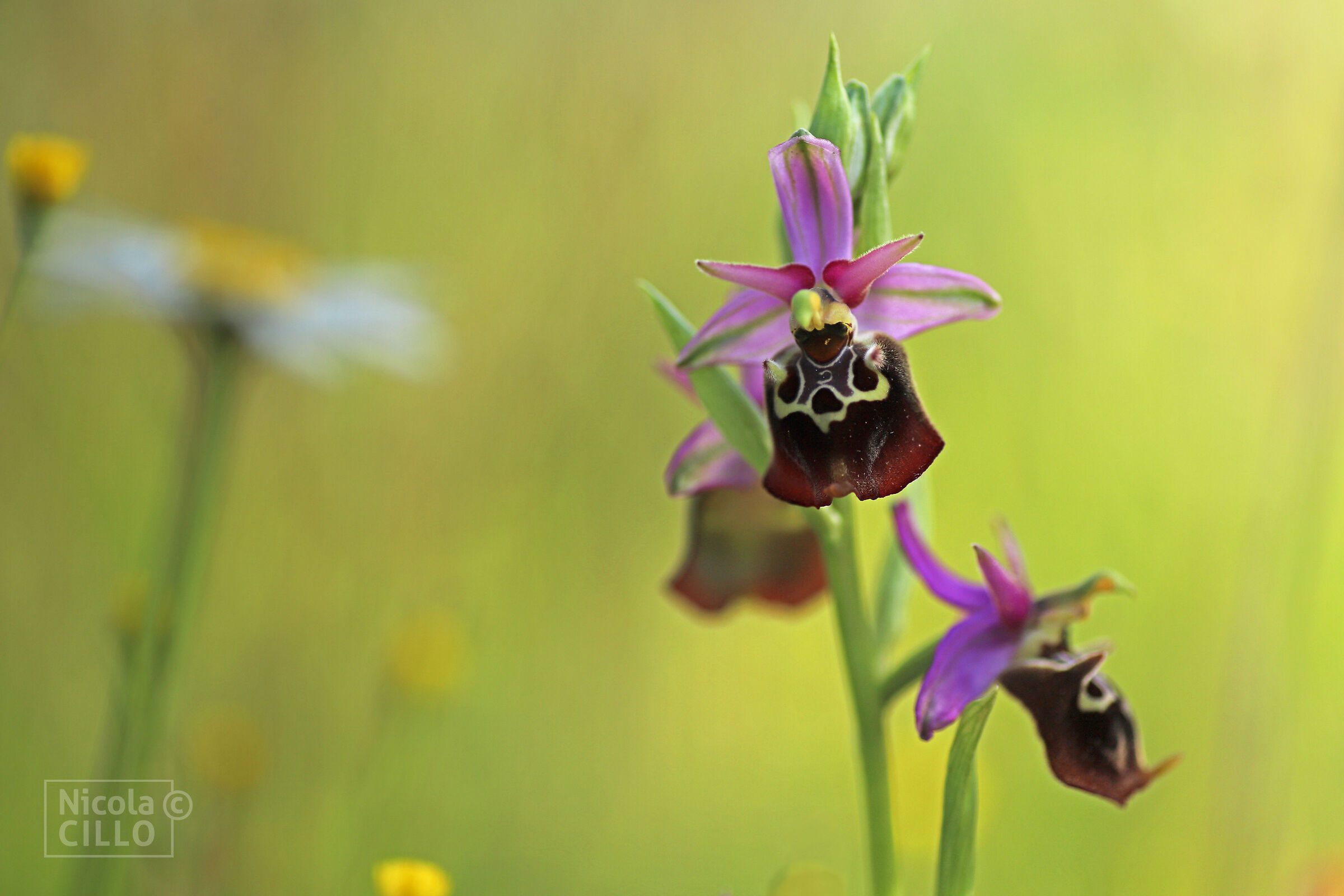 Ophrys holosericea subsp apulica...