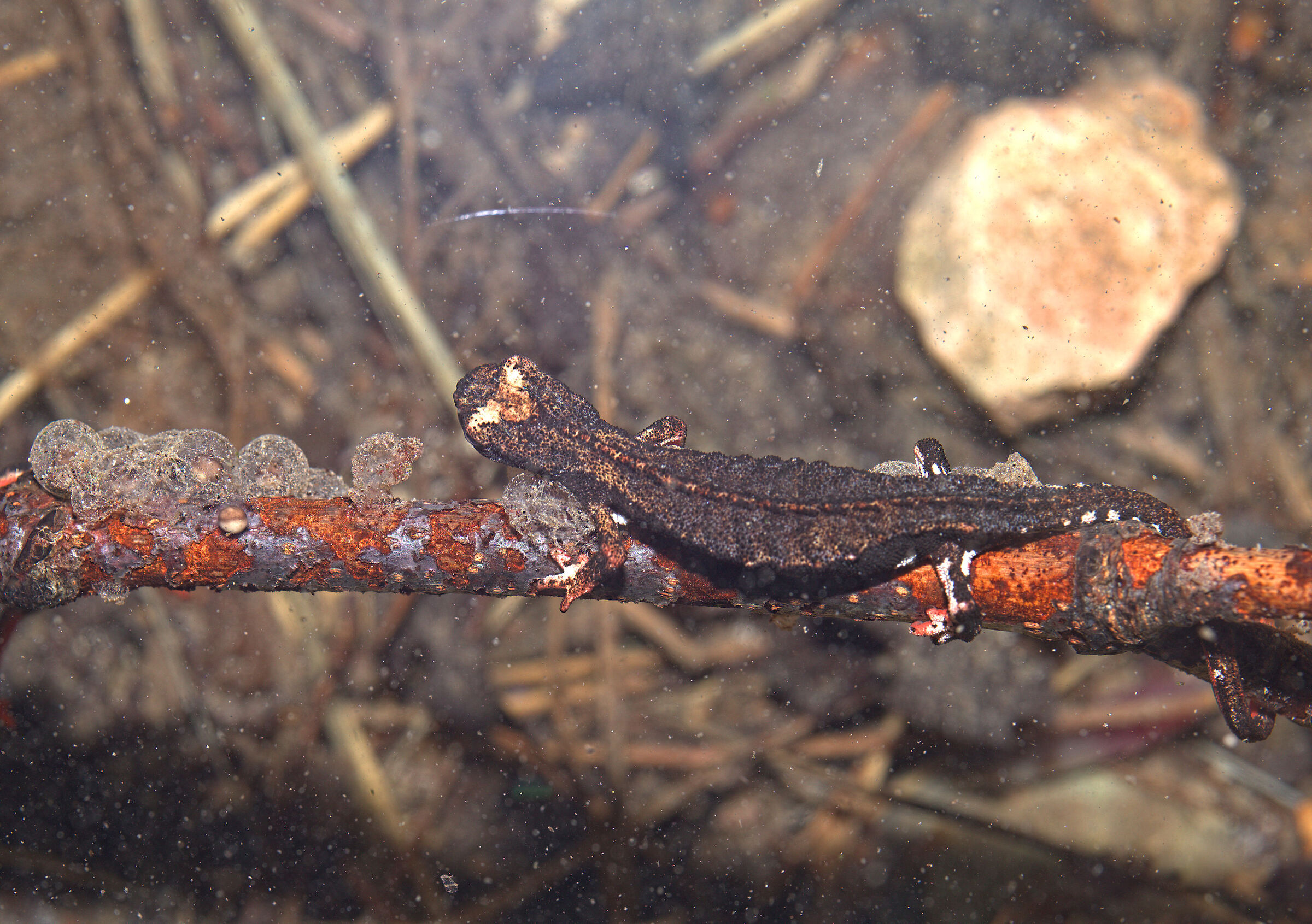 Spectacled salamander ...