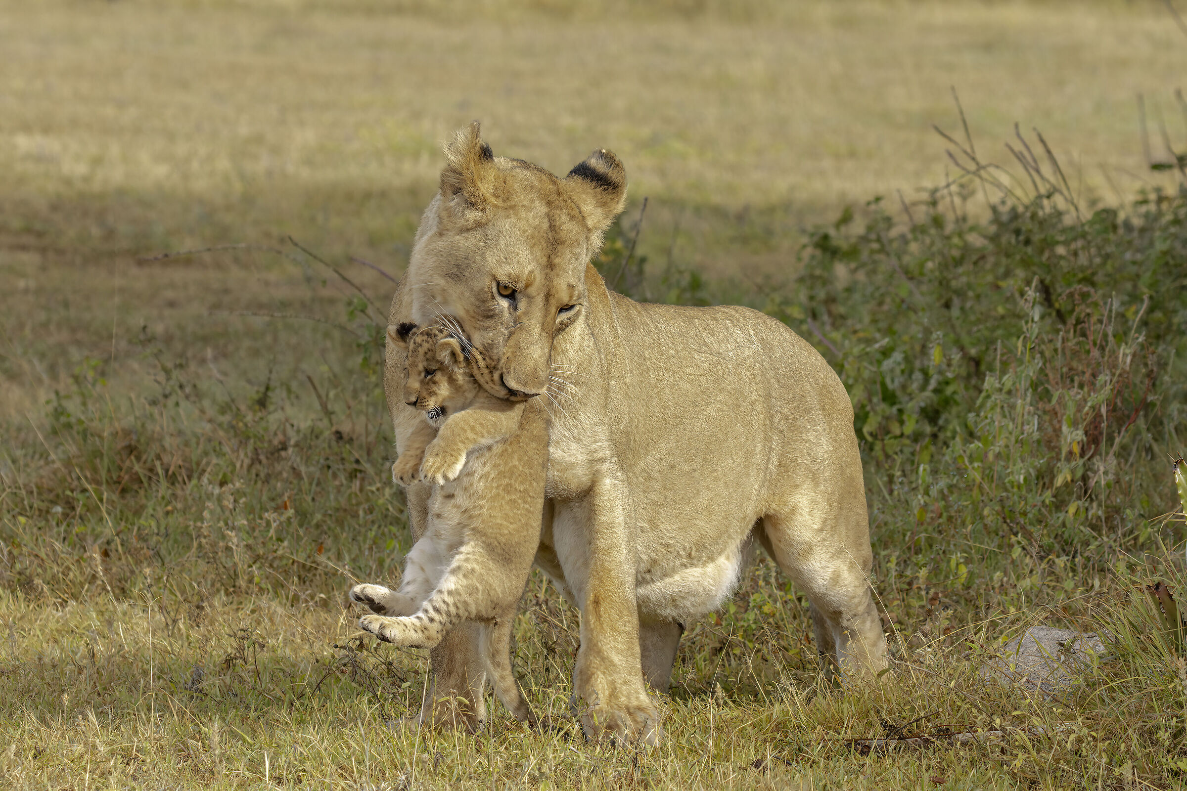 Lioness with cub...
