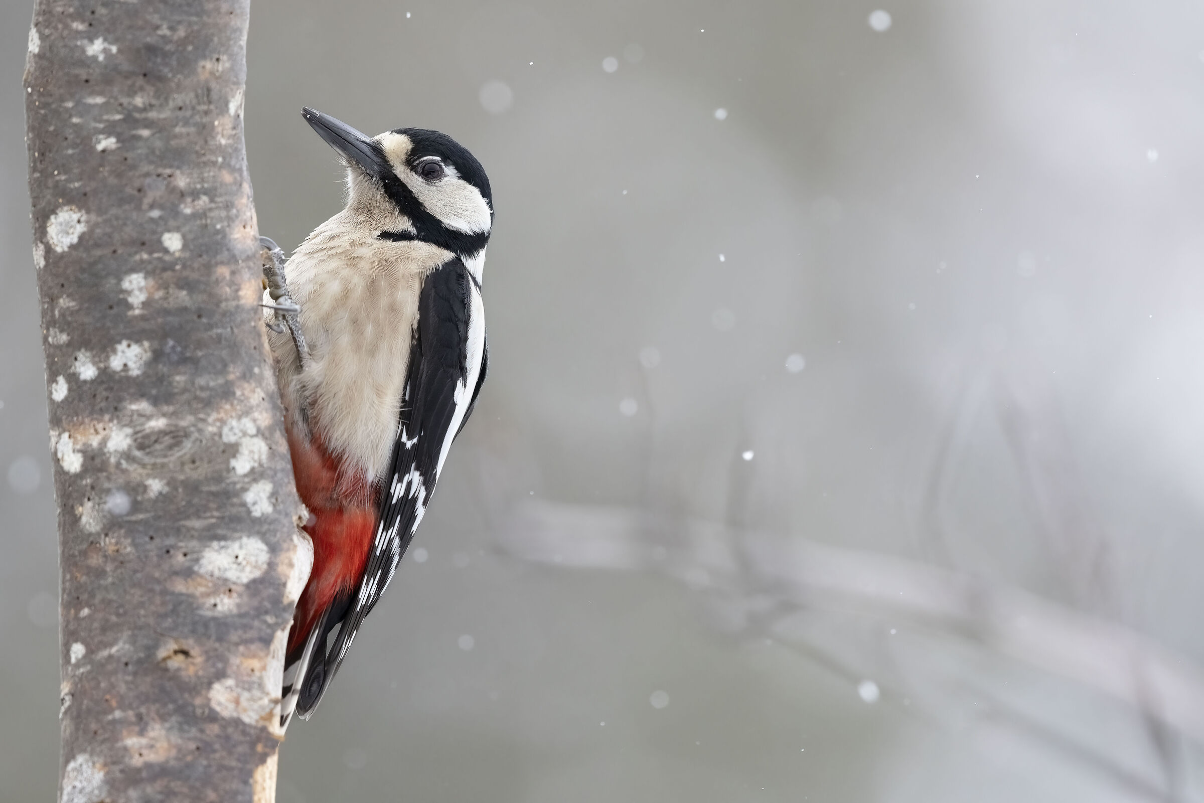 Spotted woodpecker with snow...