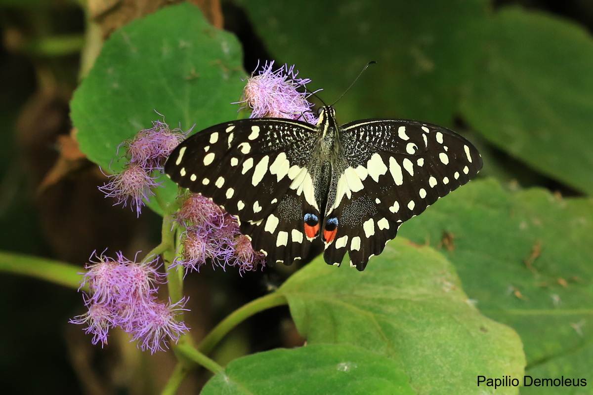 Papilio Demoleus...