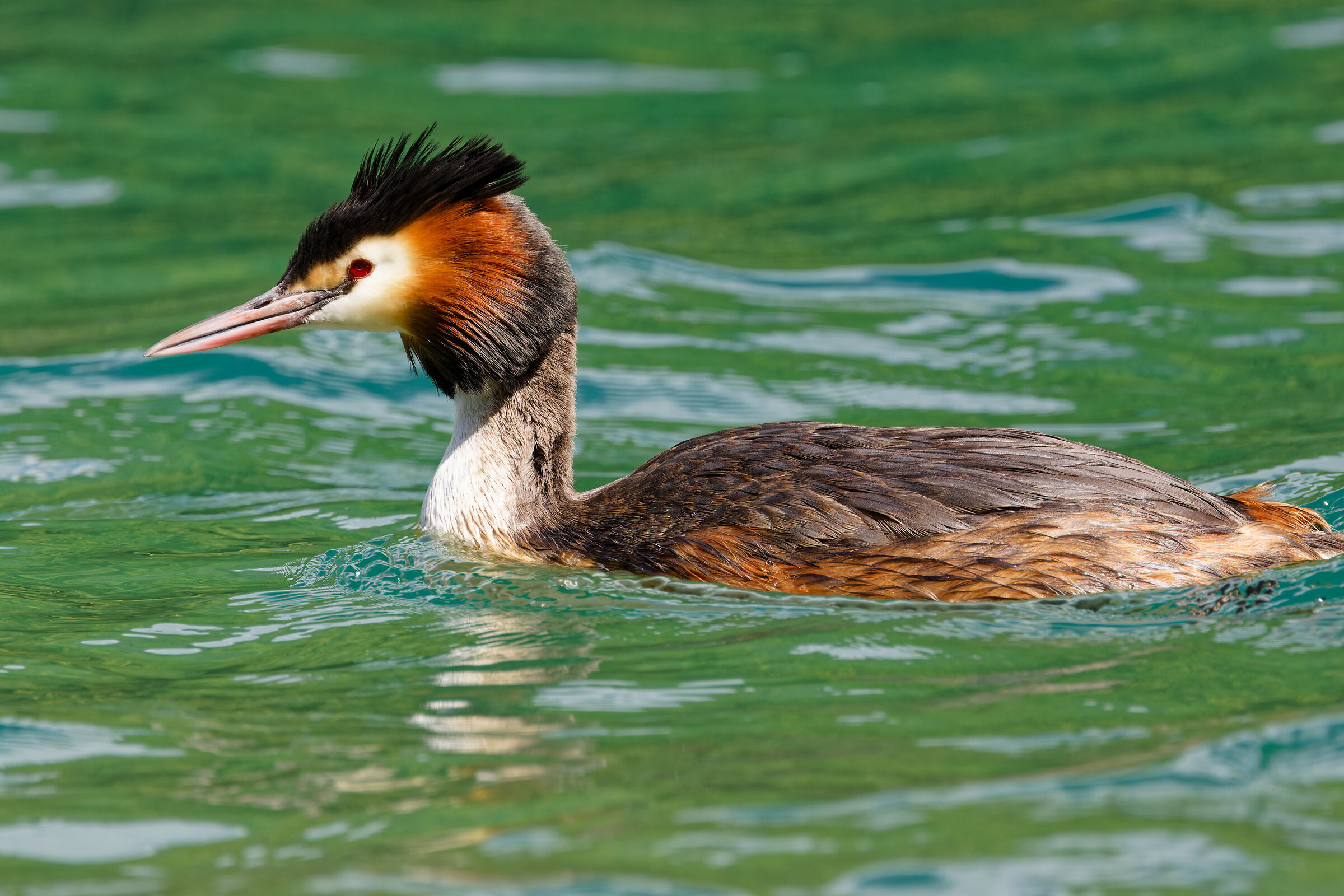 Great Crested Grebe, Imbersago (LC)...
