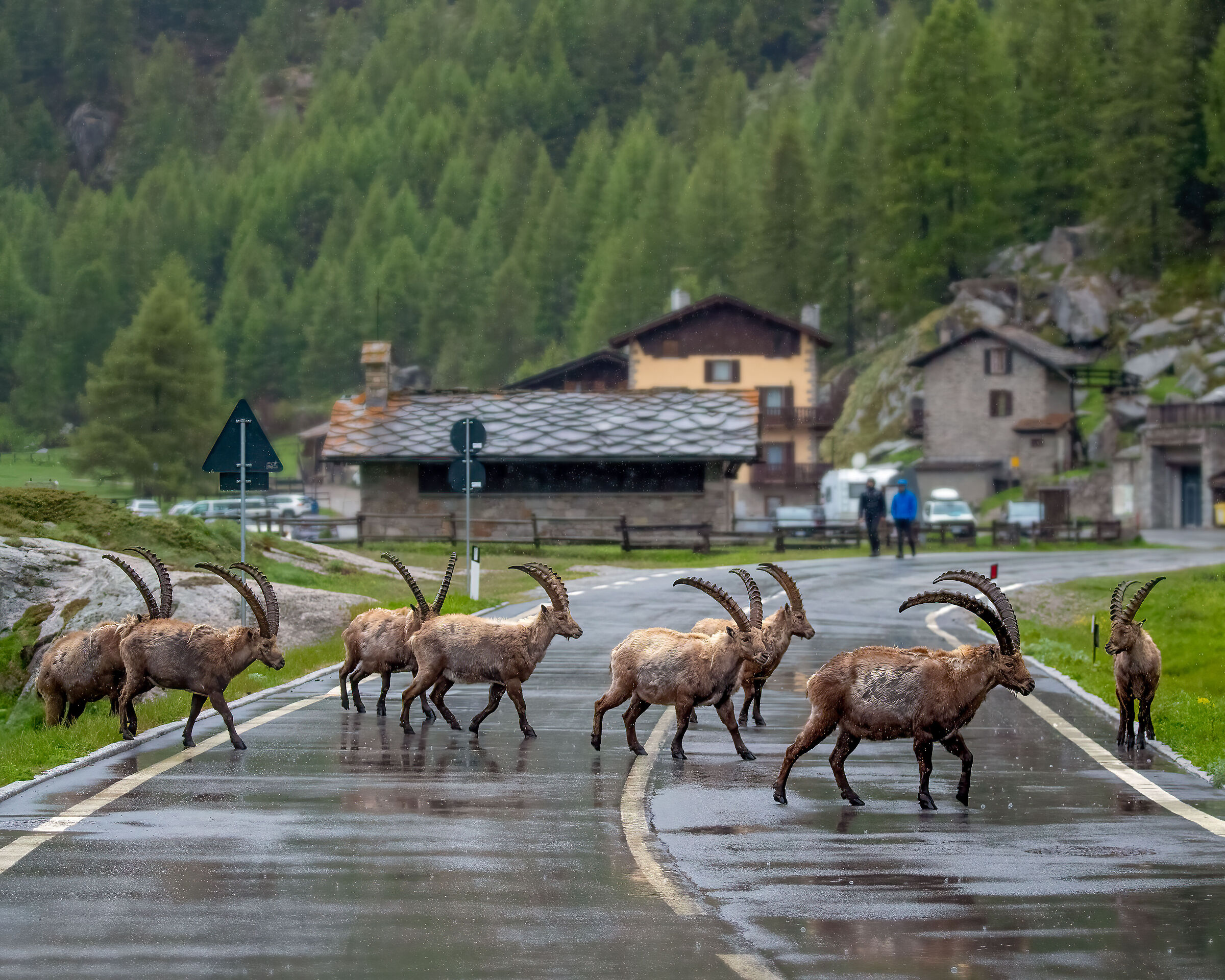 Ibexes in the street ...