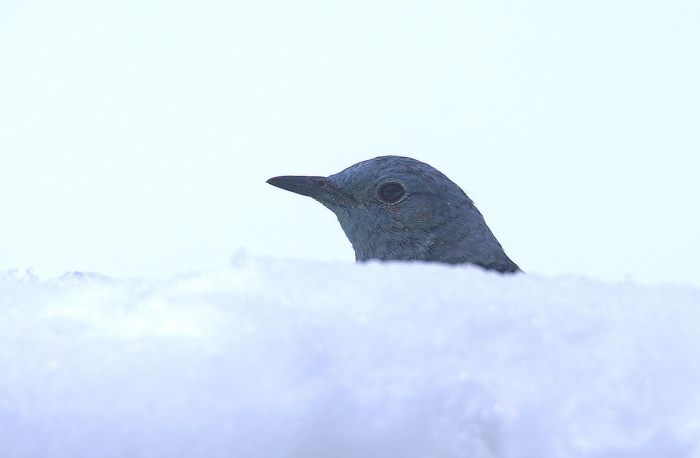 Male thrush peeking out in the snow...