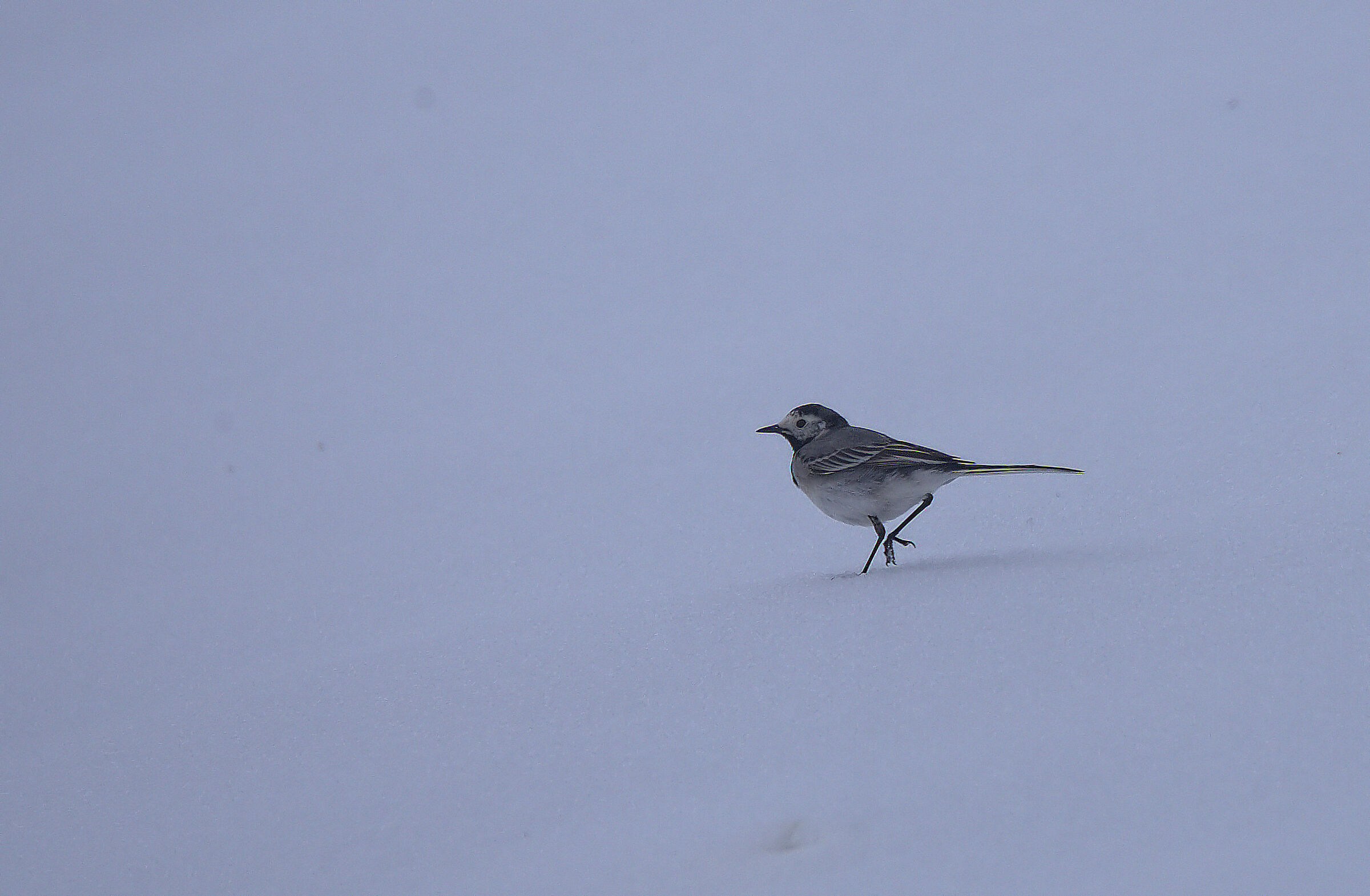 White wagtail in the snow...