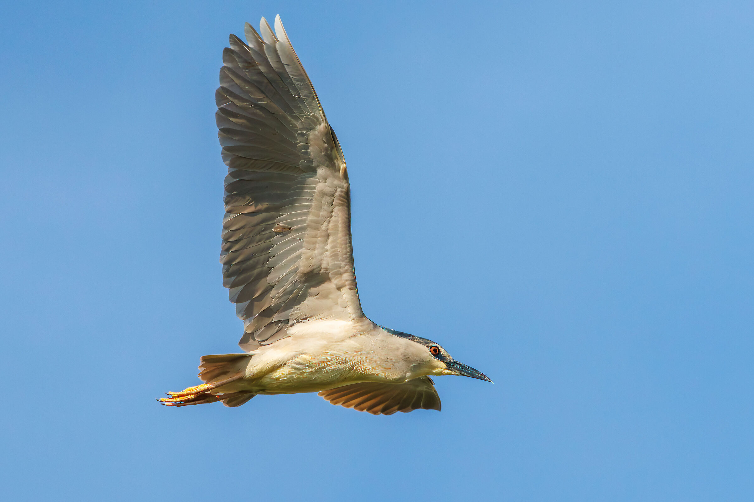 Night heron...