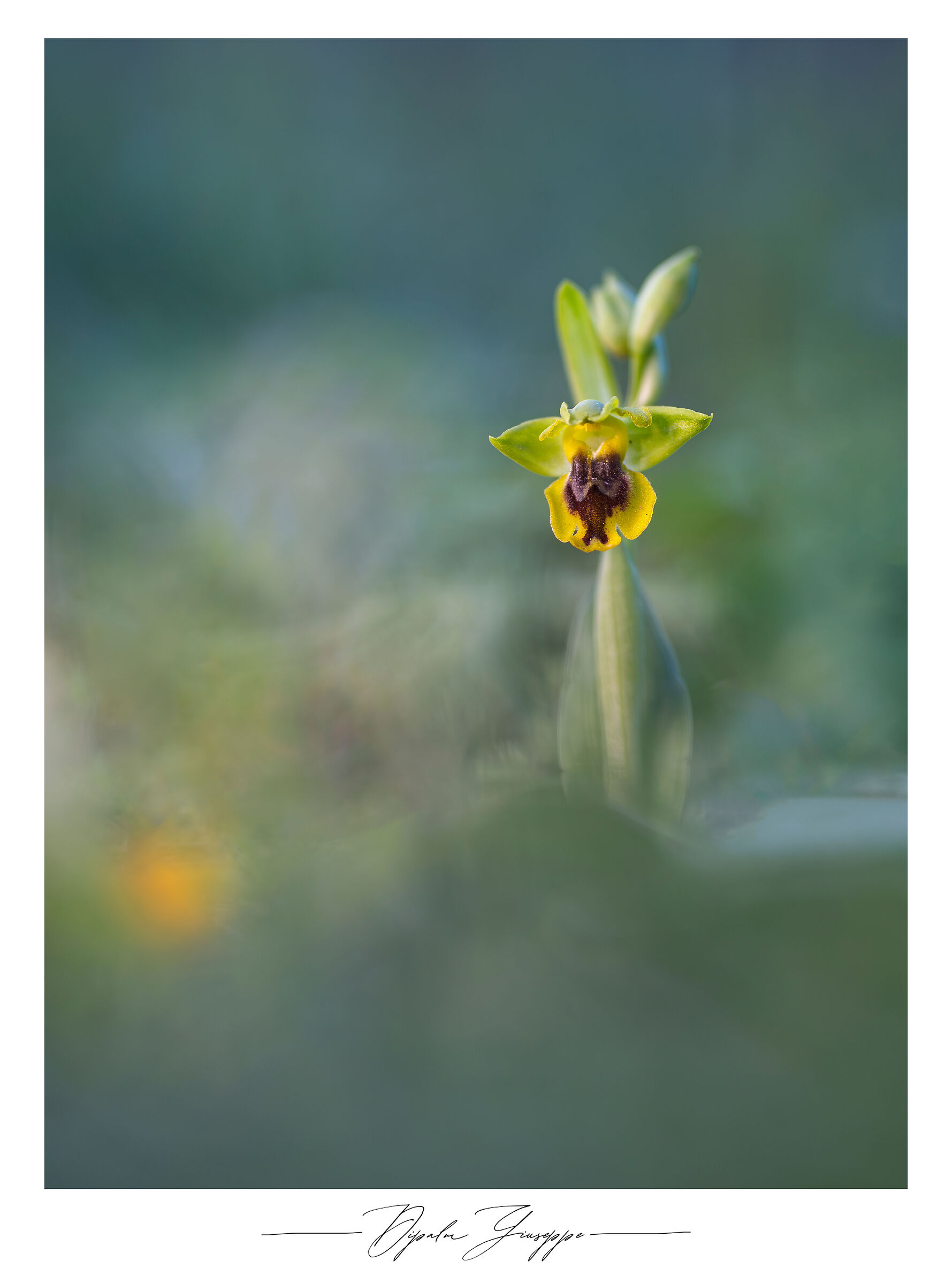 Ophrys sicula 2...