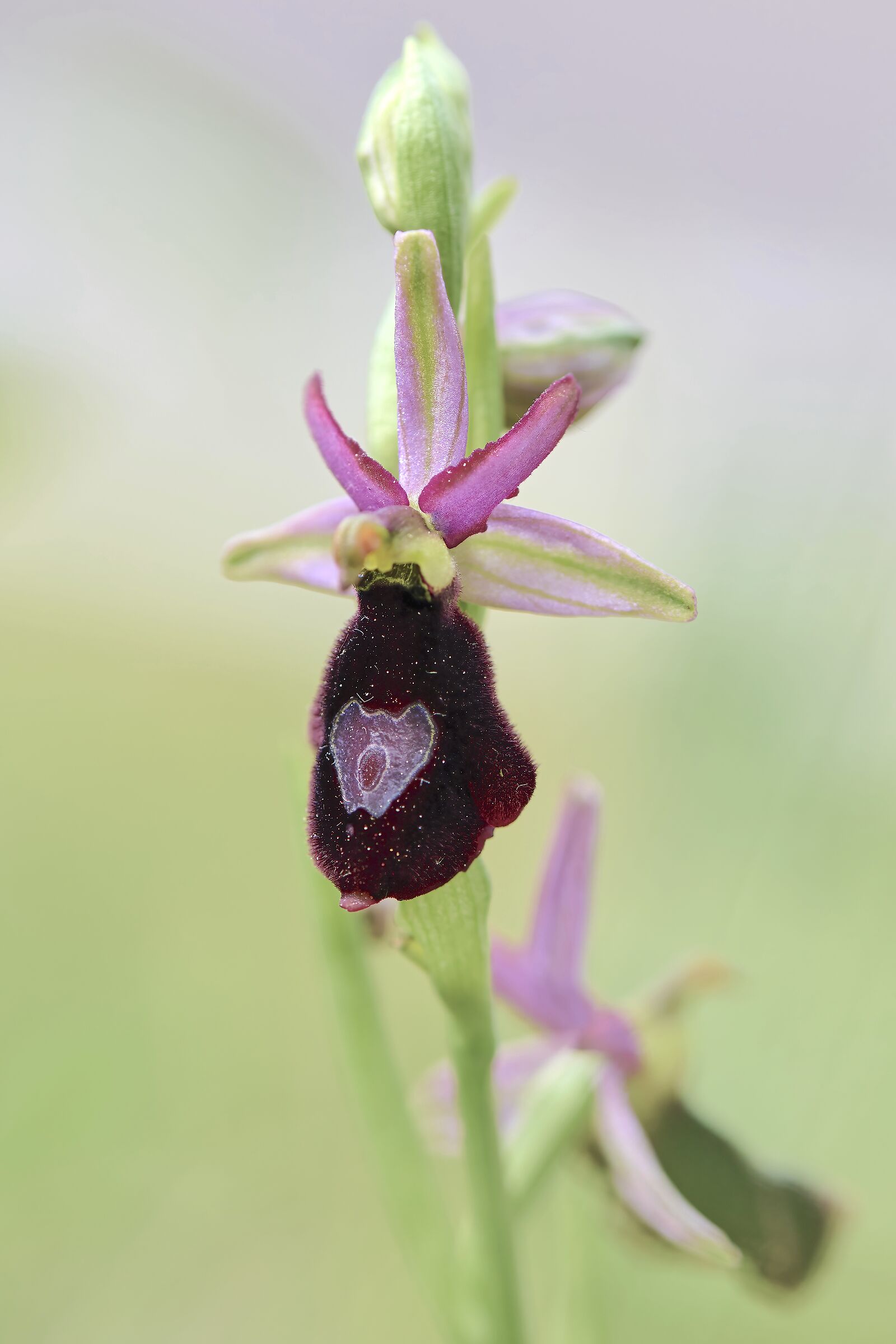 Ophrys Bertolonii var Benacensis...
