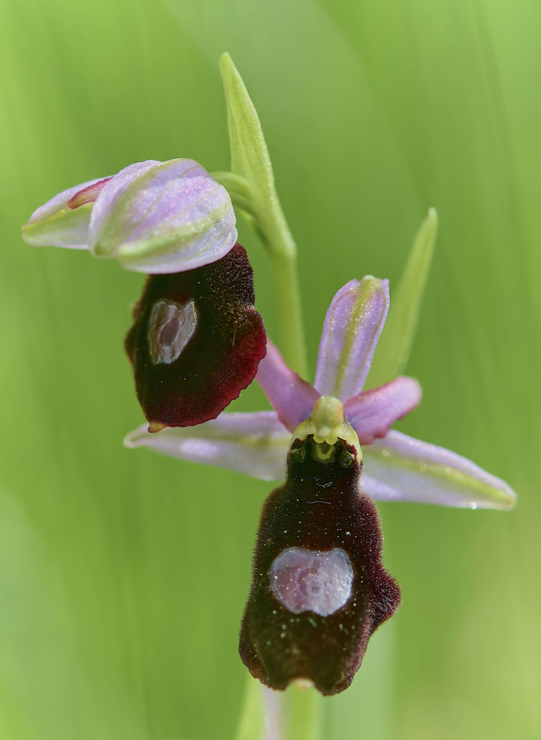 ophrys bertolonii var benacensis...
