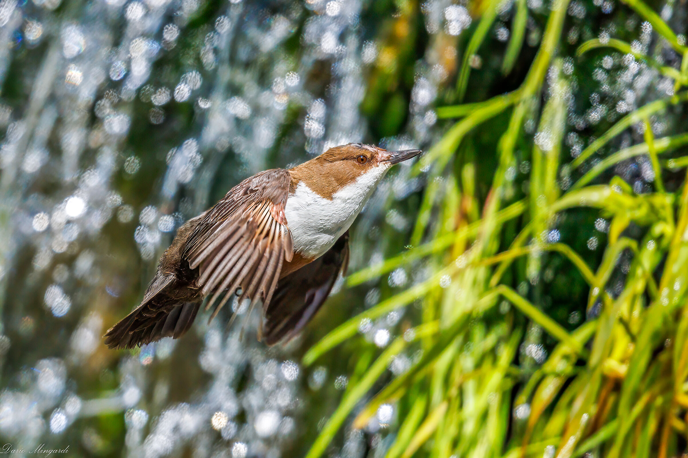 Dipper flying over waterfall 3...