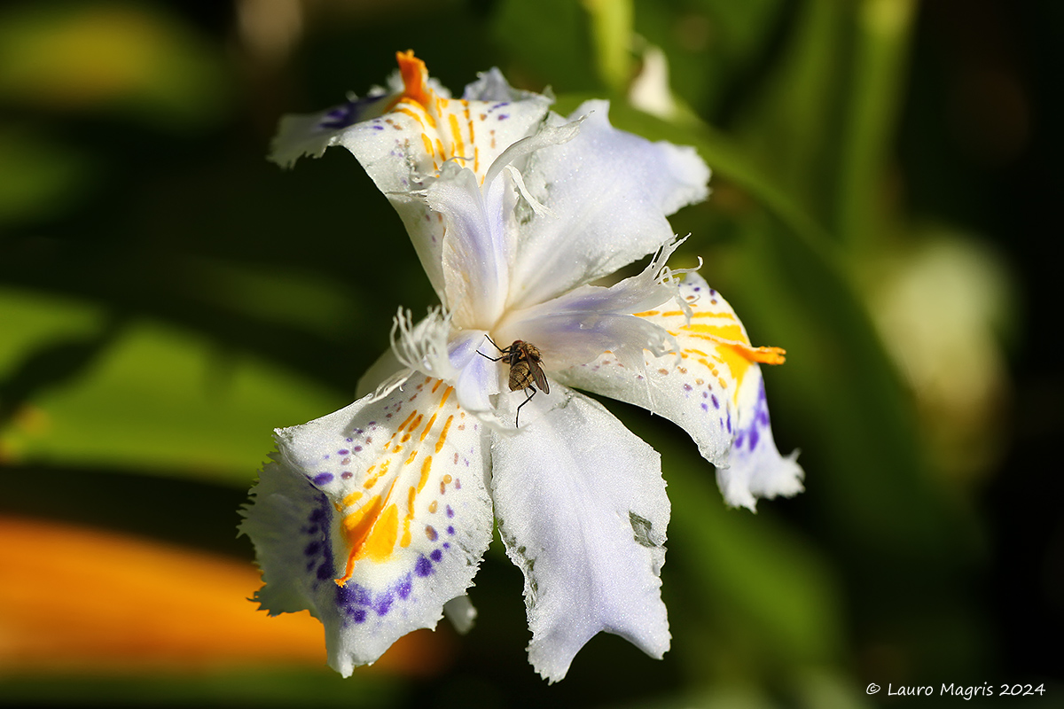 Evansia japonica...