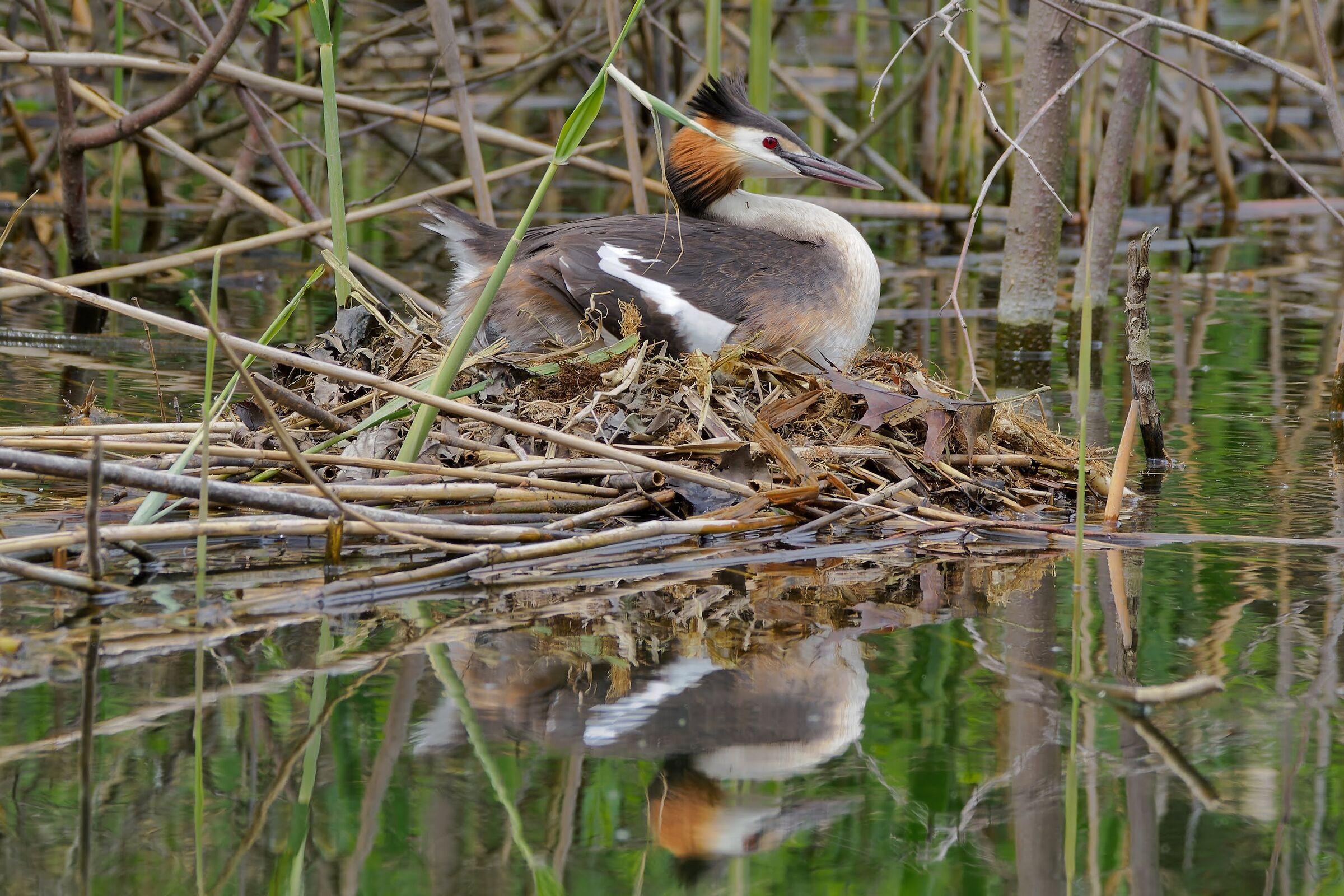 Great crested grebe brooding....