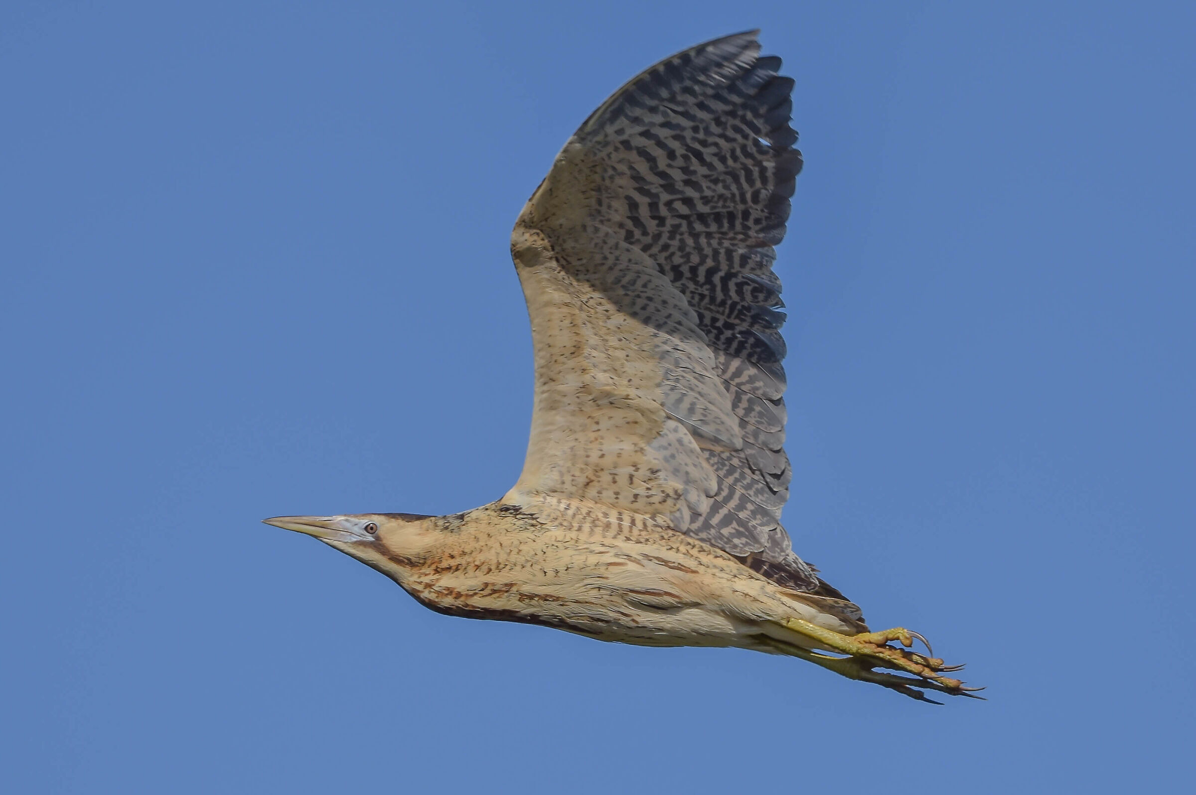 Bittern...