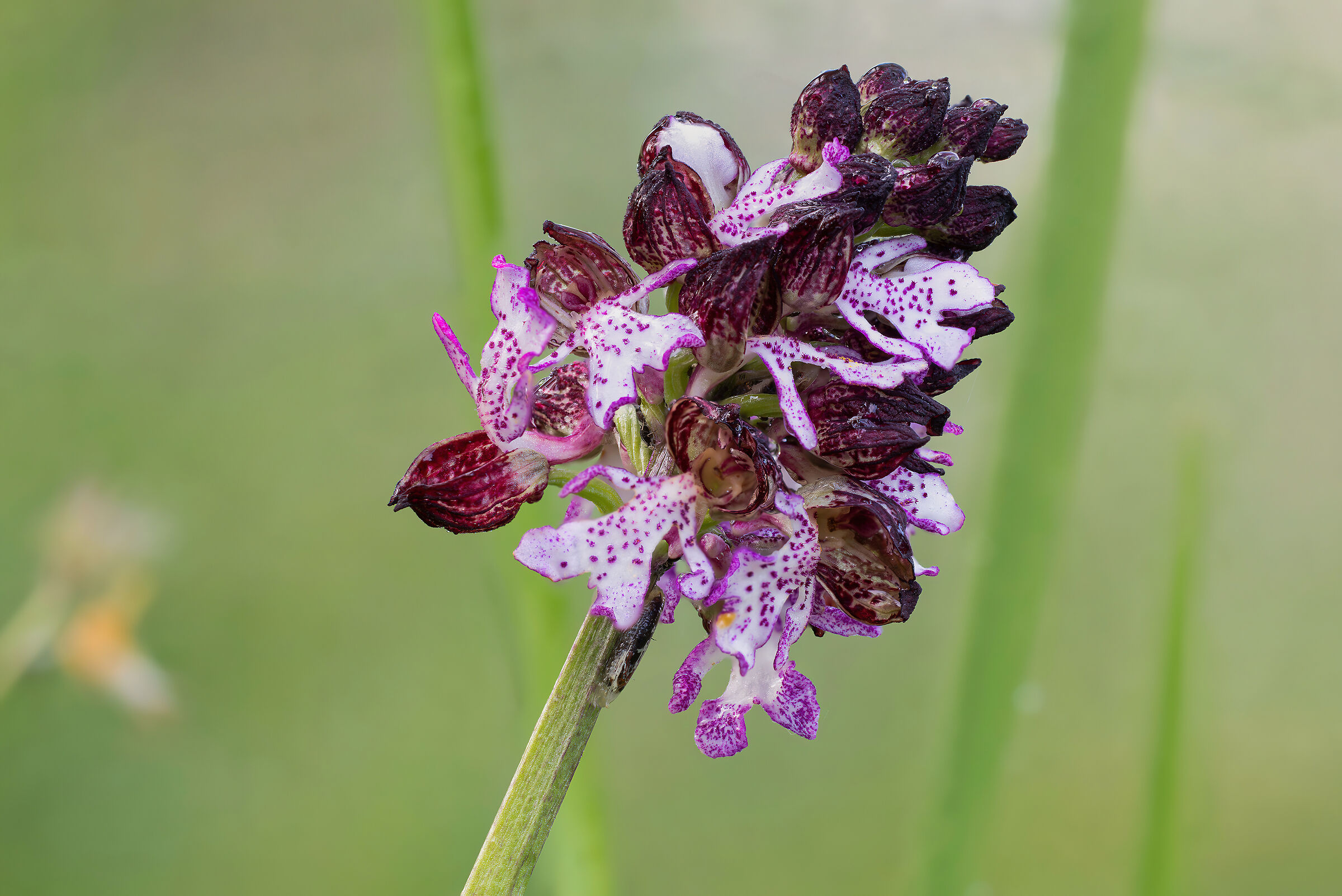 Orchis purpurea...