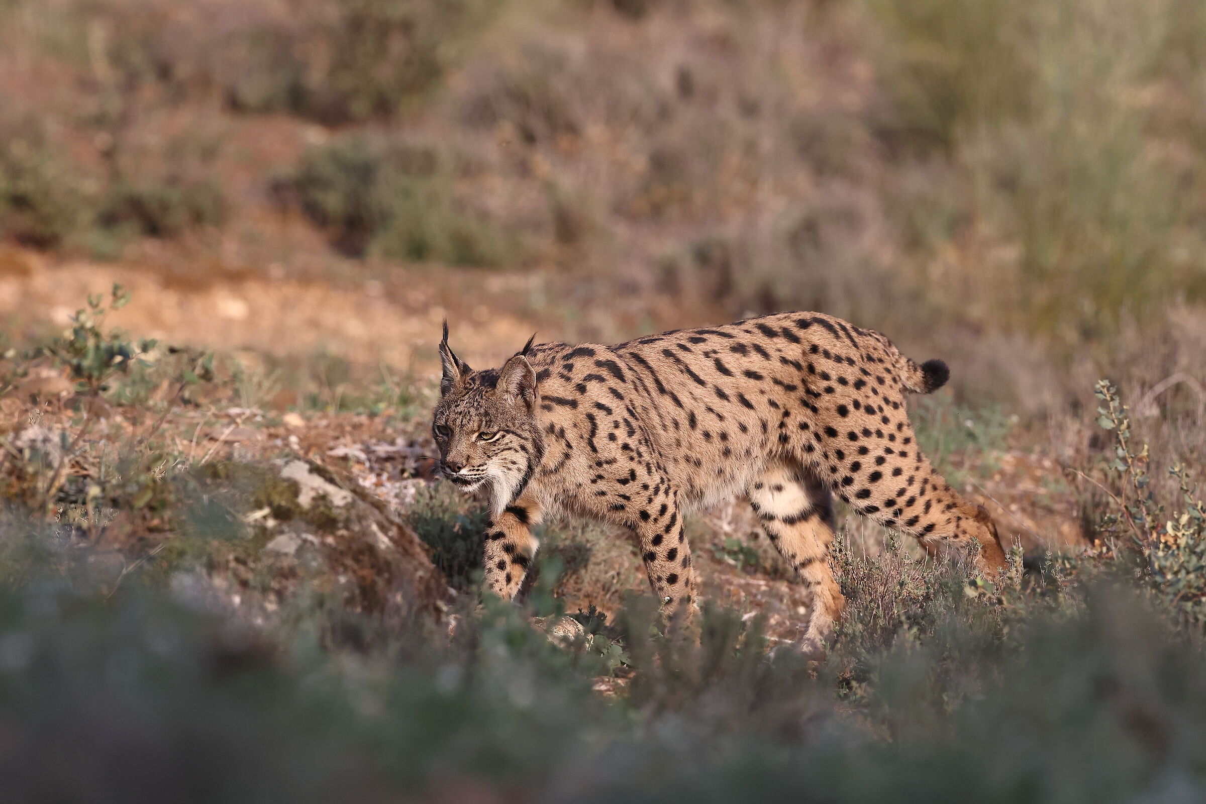 Adult female lynx...