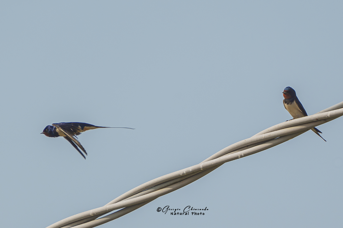 Swallows (Hirundo rustica)...
