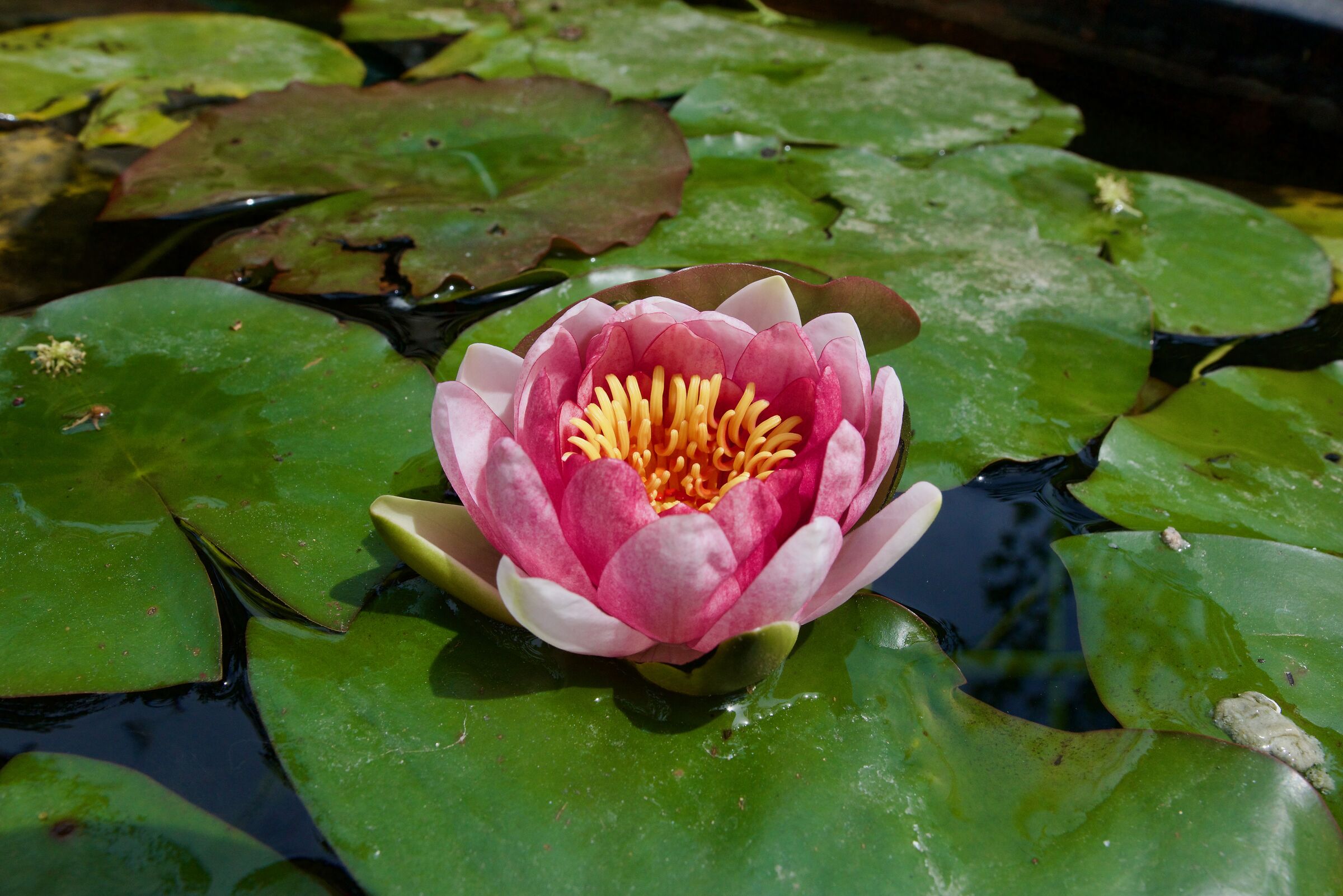 WATER LILY...