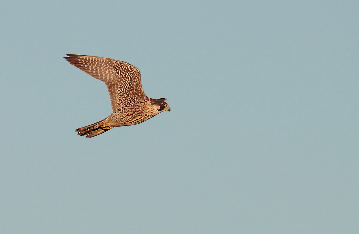 My First Peregrine Falcon...