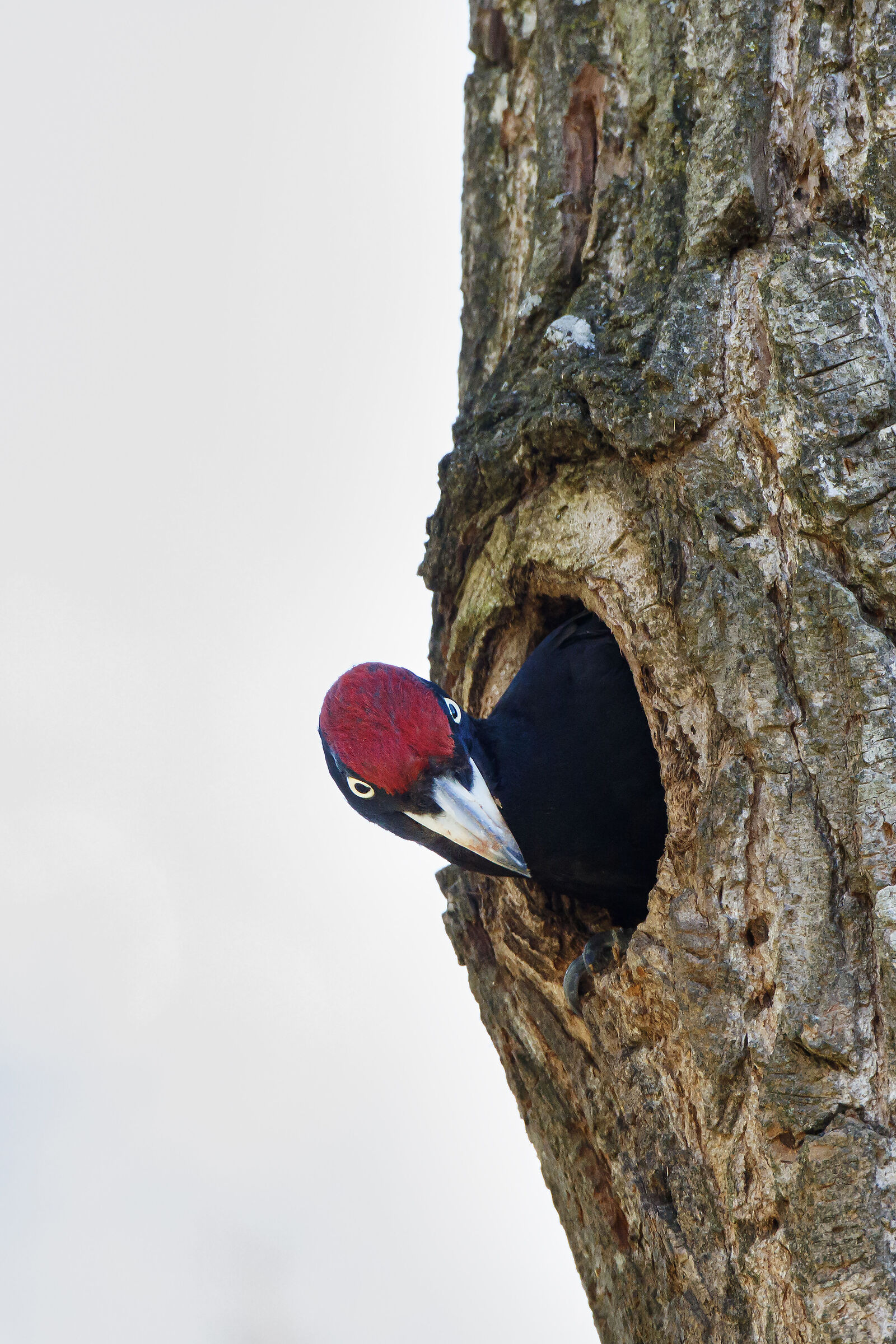 Male Black Woodpecker...