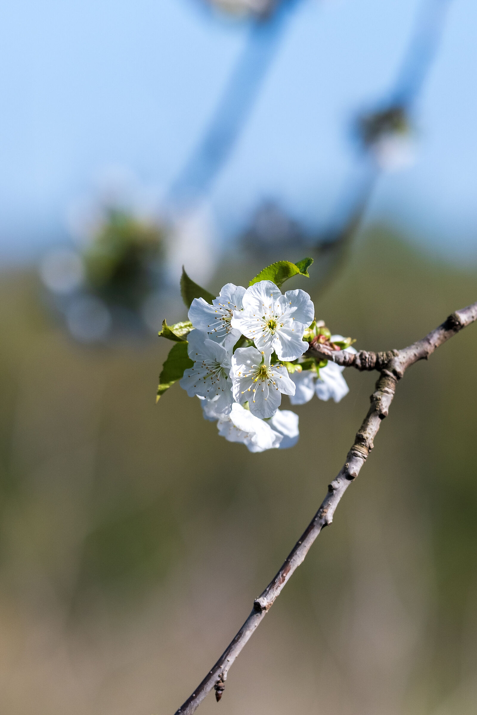 Primavera...