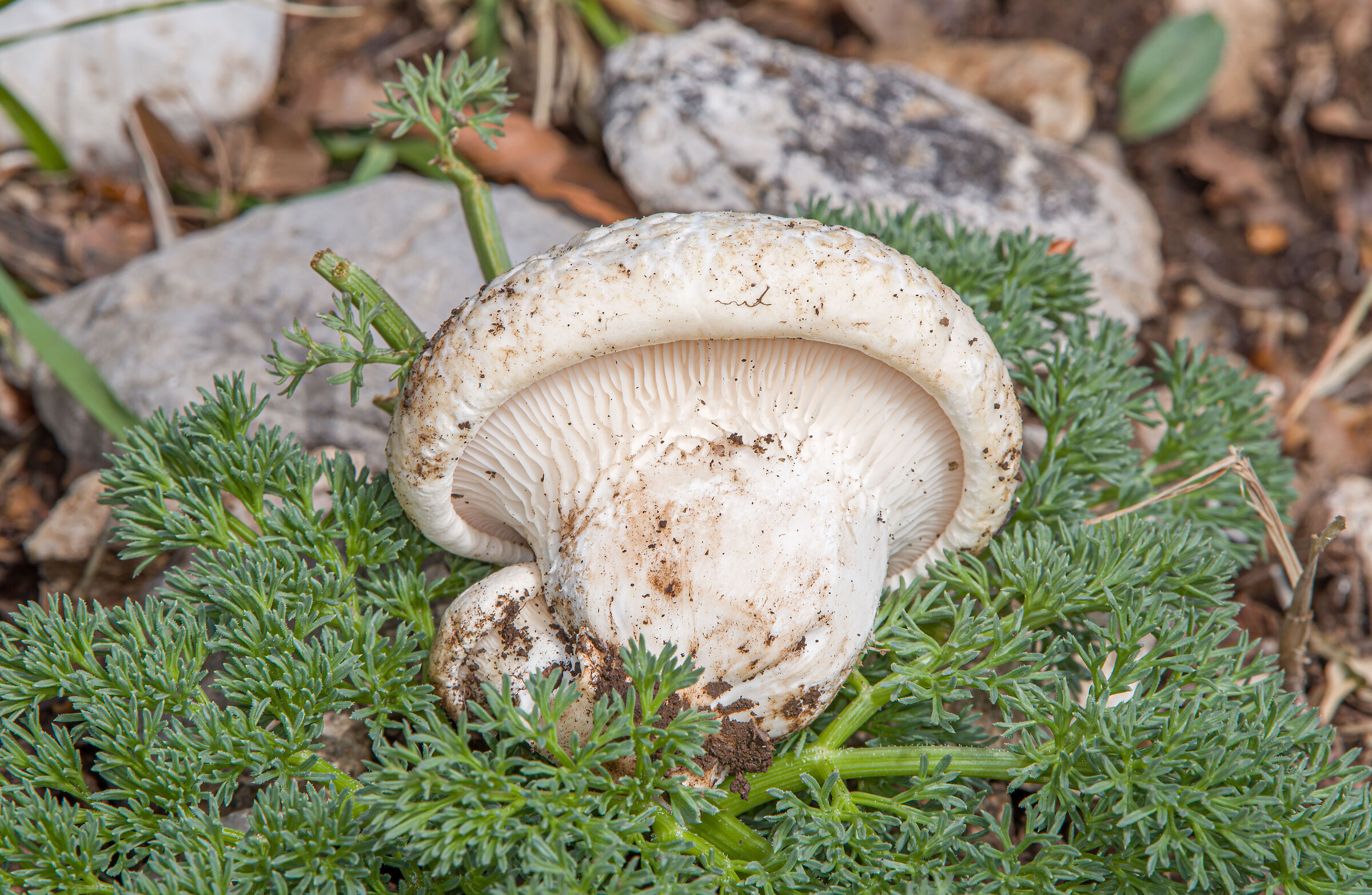 Pleurotus nebrodensis, the white gold of the Madonie...