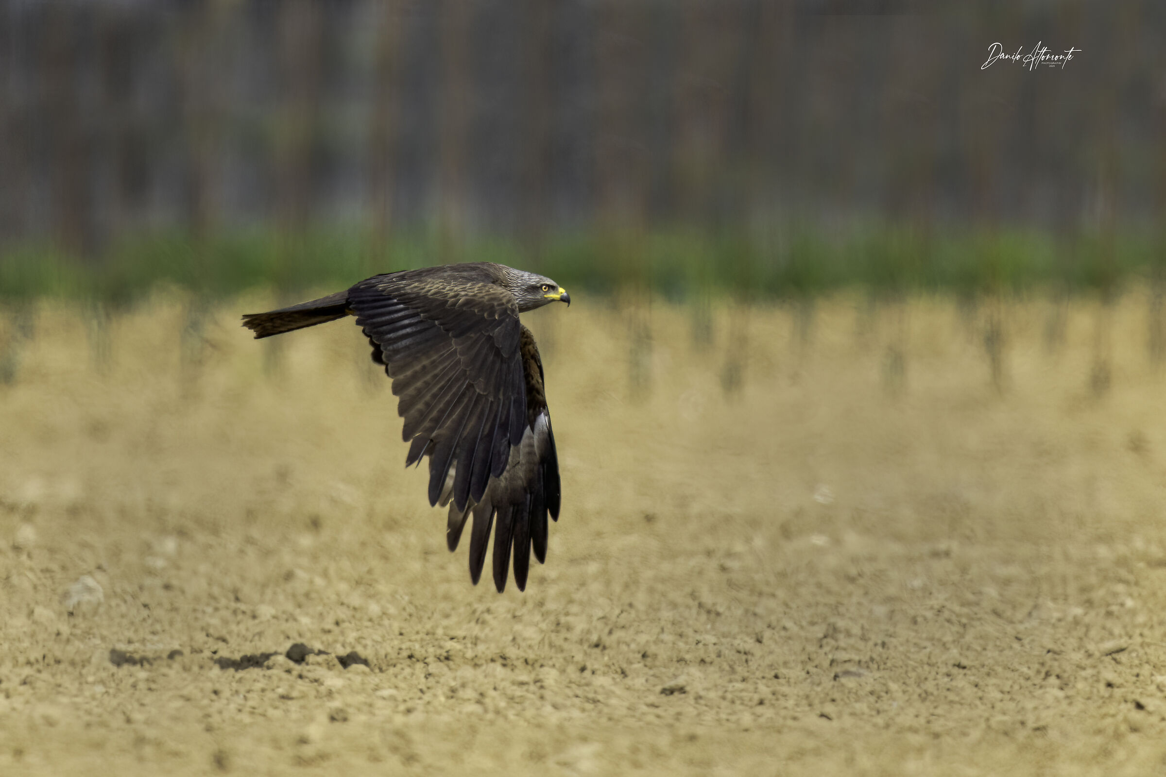 Black kite...