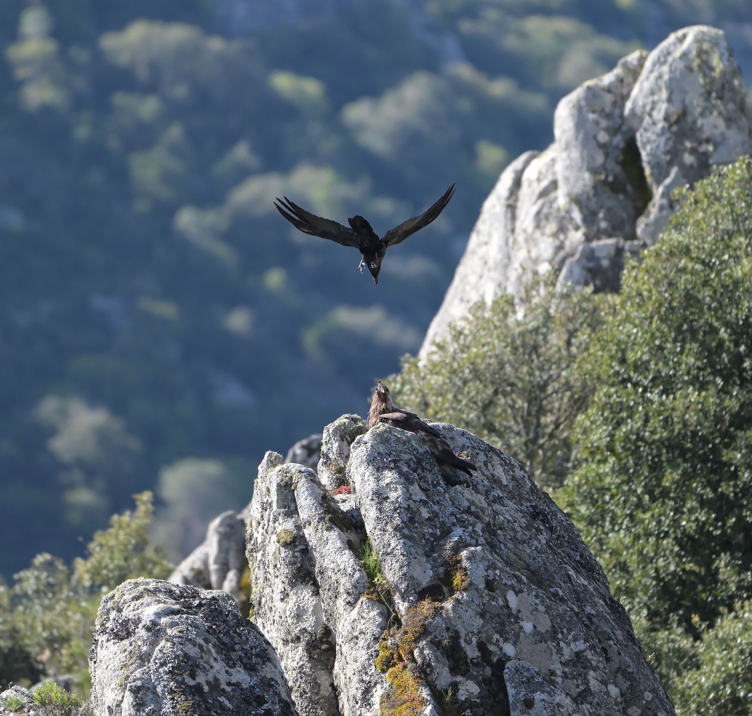 Aquila reale e corvo...