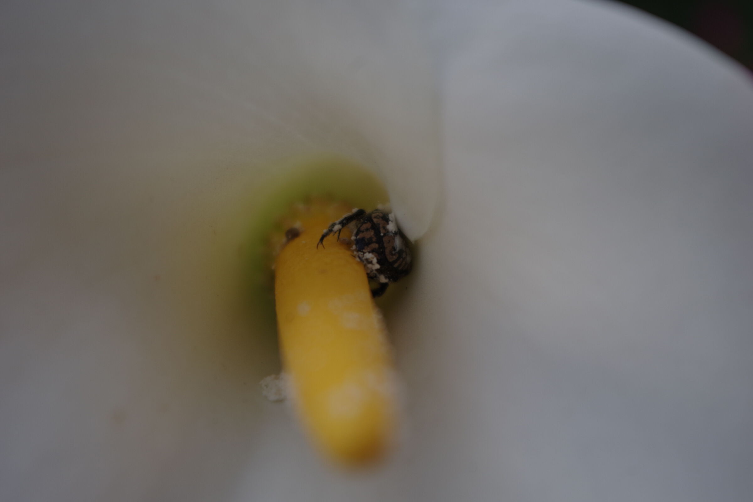 Walk after pollen binge 1...