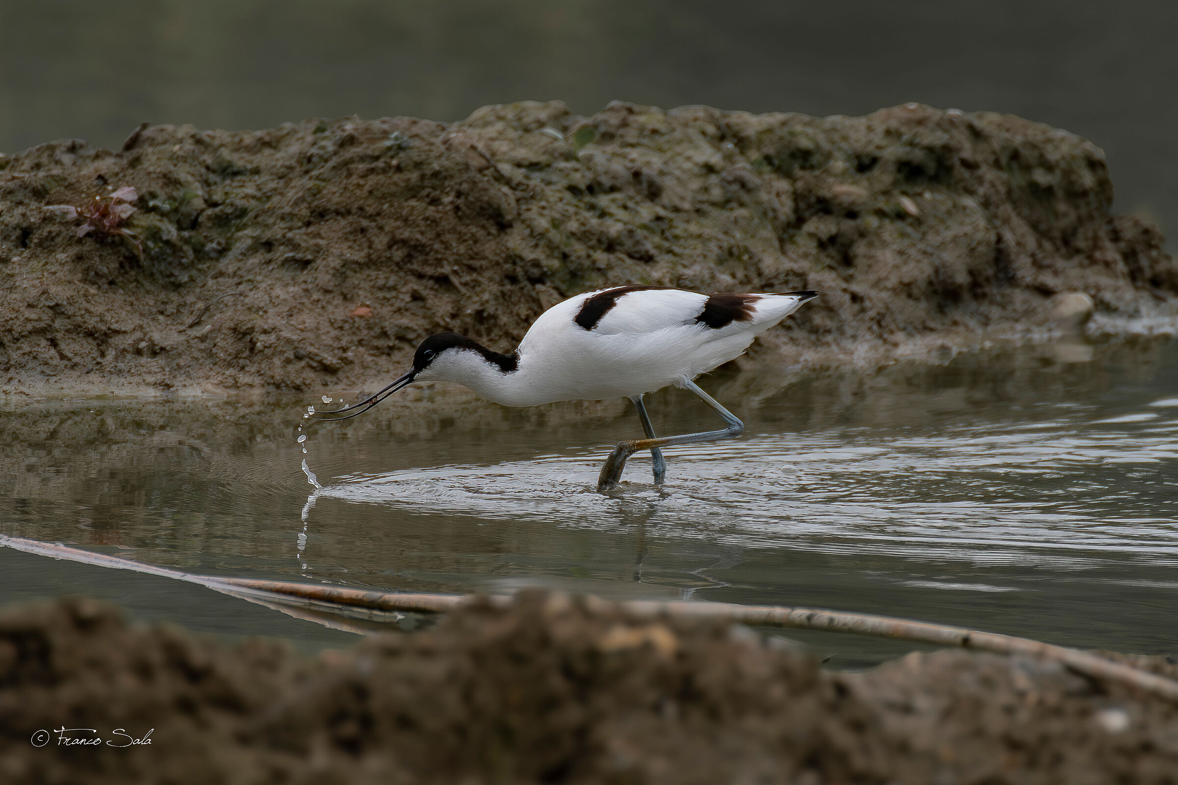 Avocet...