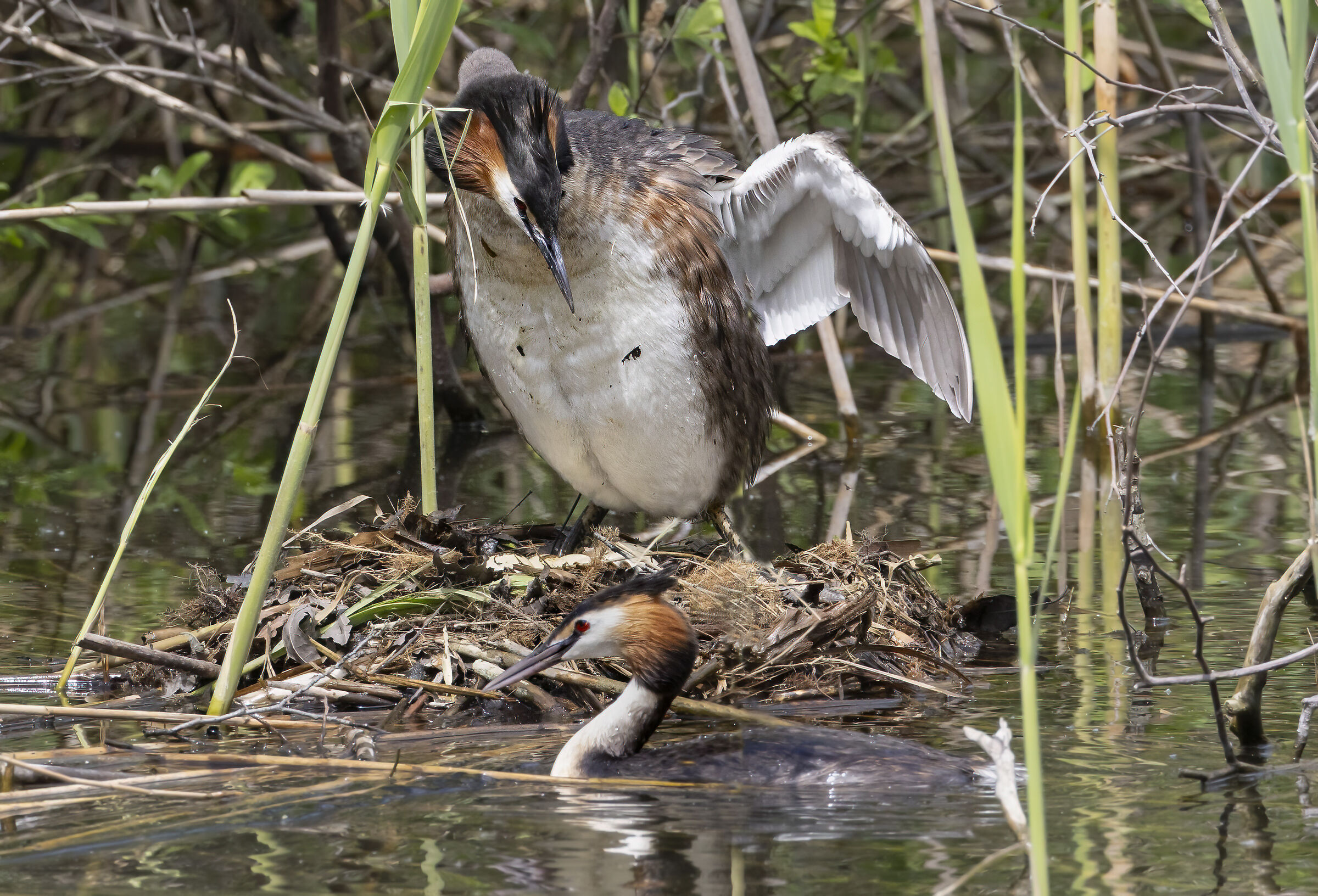 There's buzz around the nest, great crested grebes...