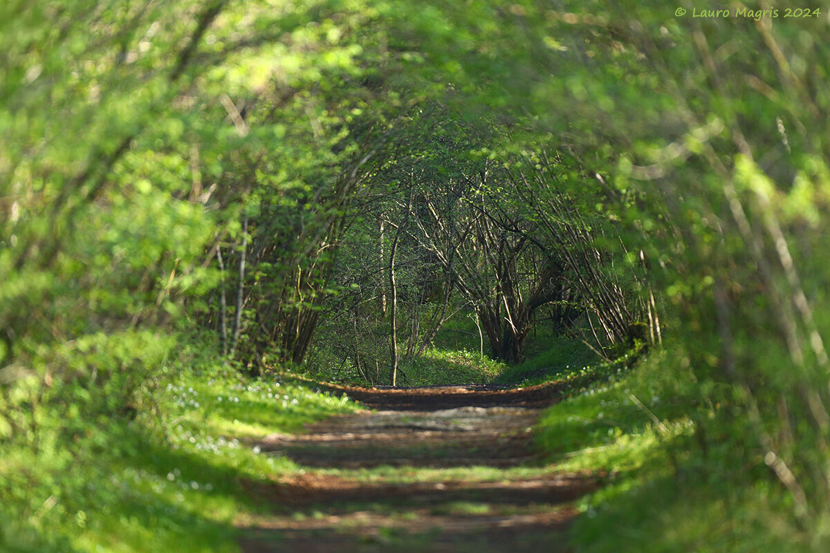 Enveloping green tunnel...