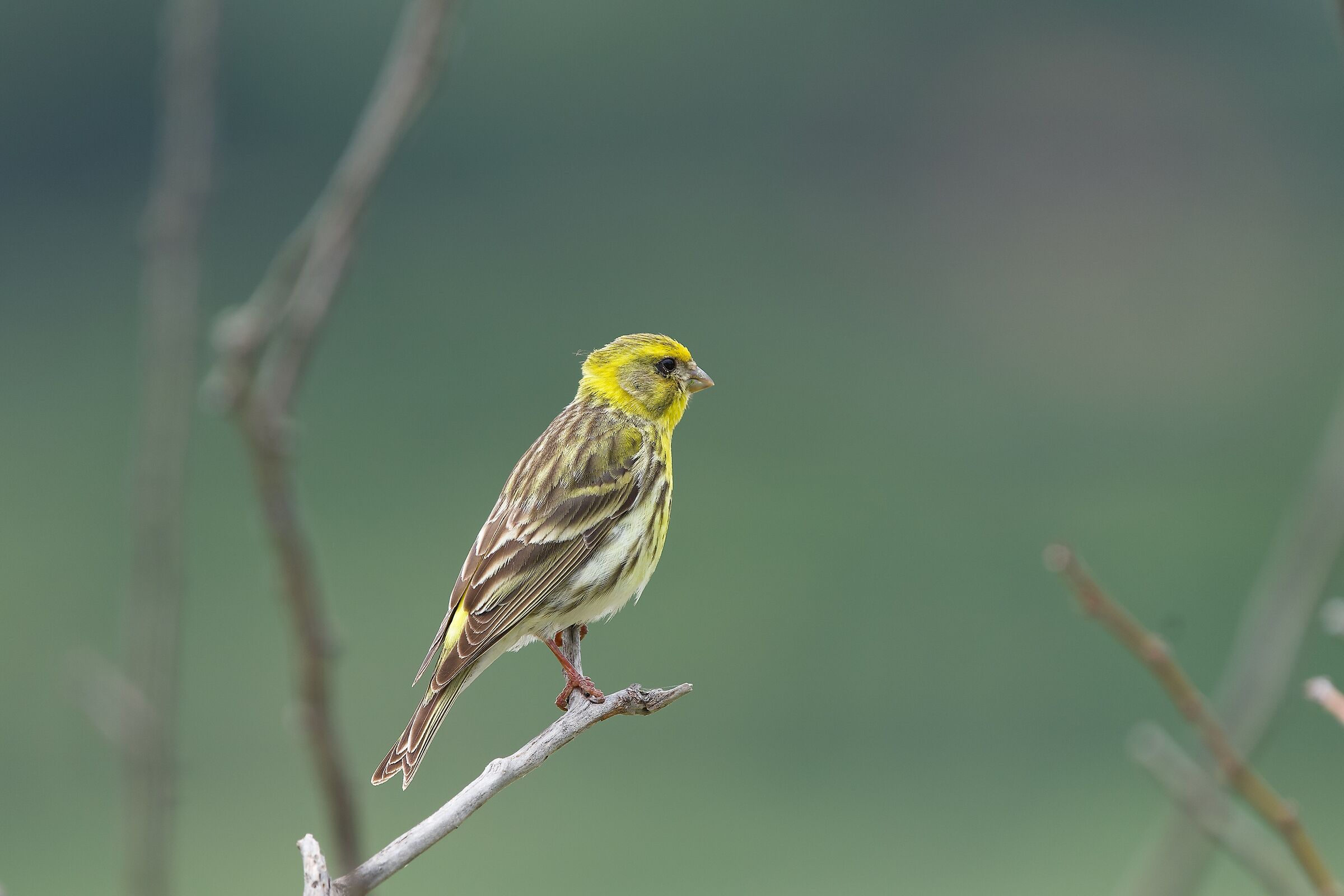 Verzellino "Serinus Serinus"...