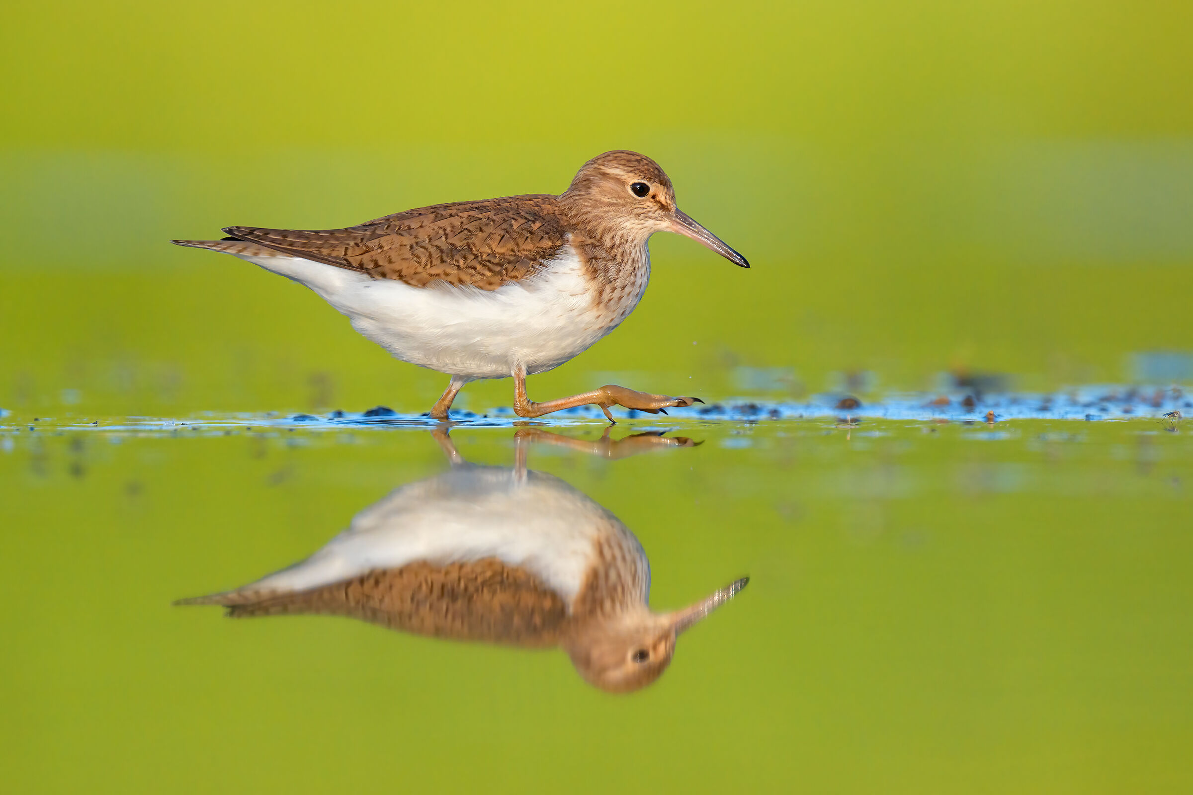 Common Sandpiper...