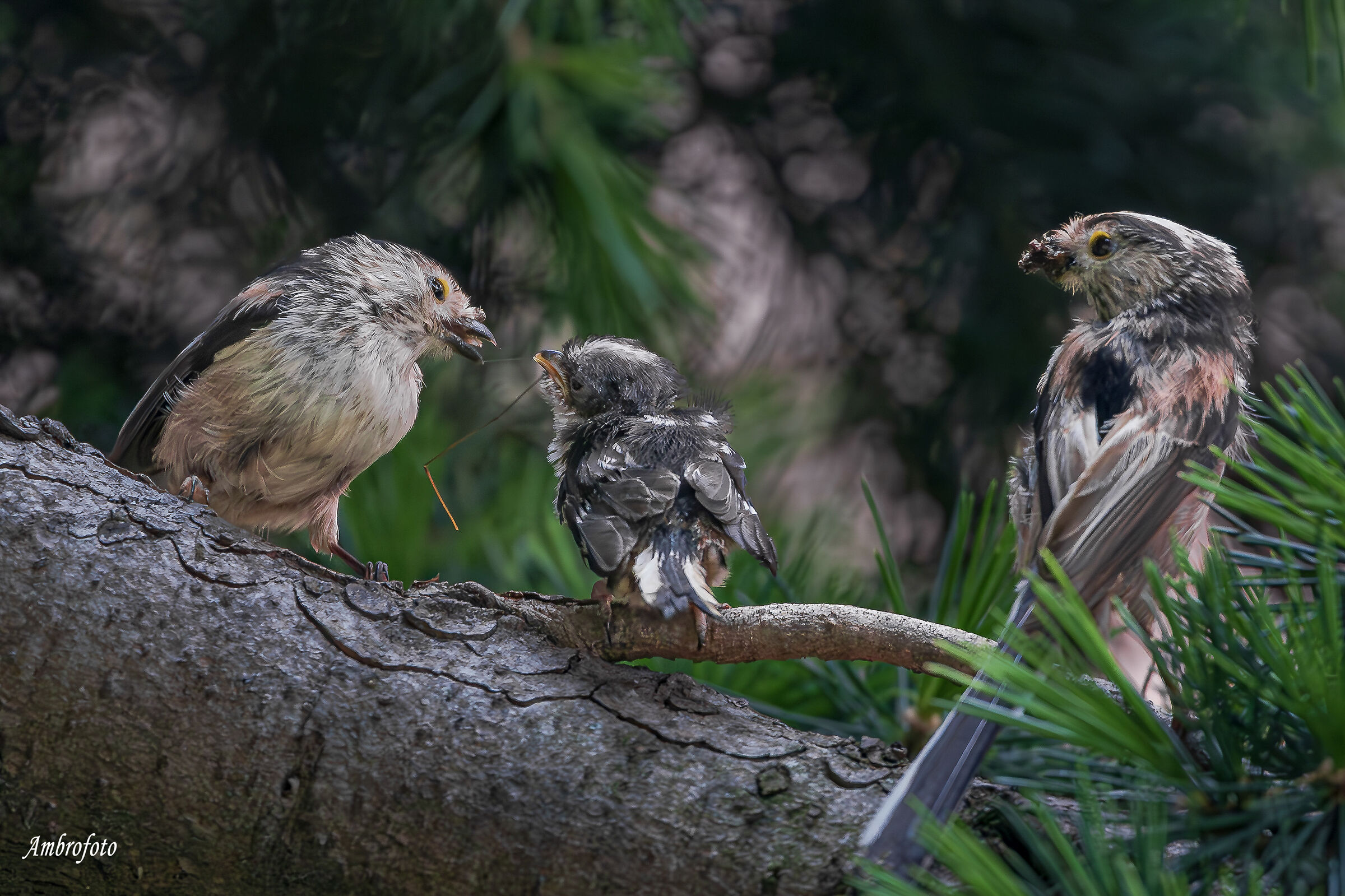 Mom, Dad and Pullet (Long-tailed)...
