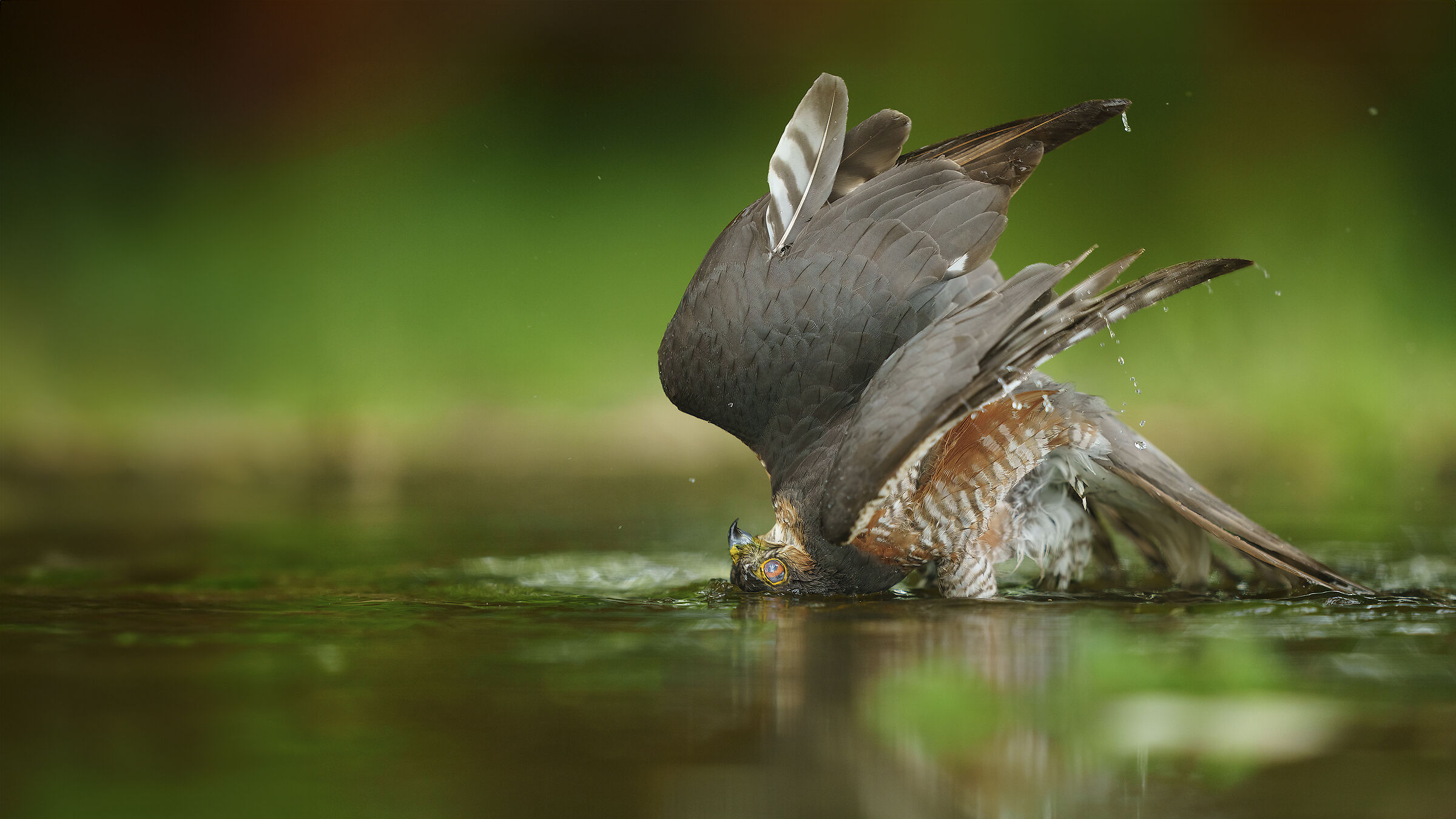 Male Sparrowhawk Photo Shed Massumatico 2024...