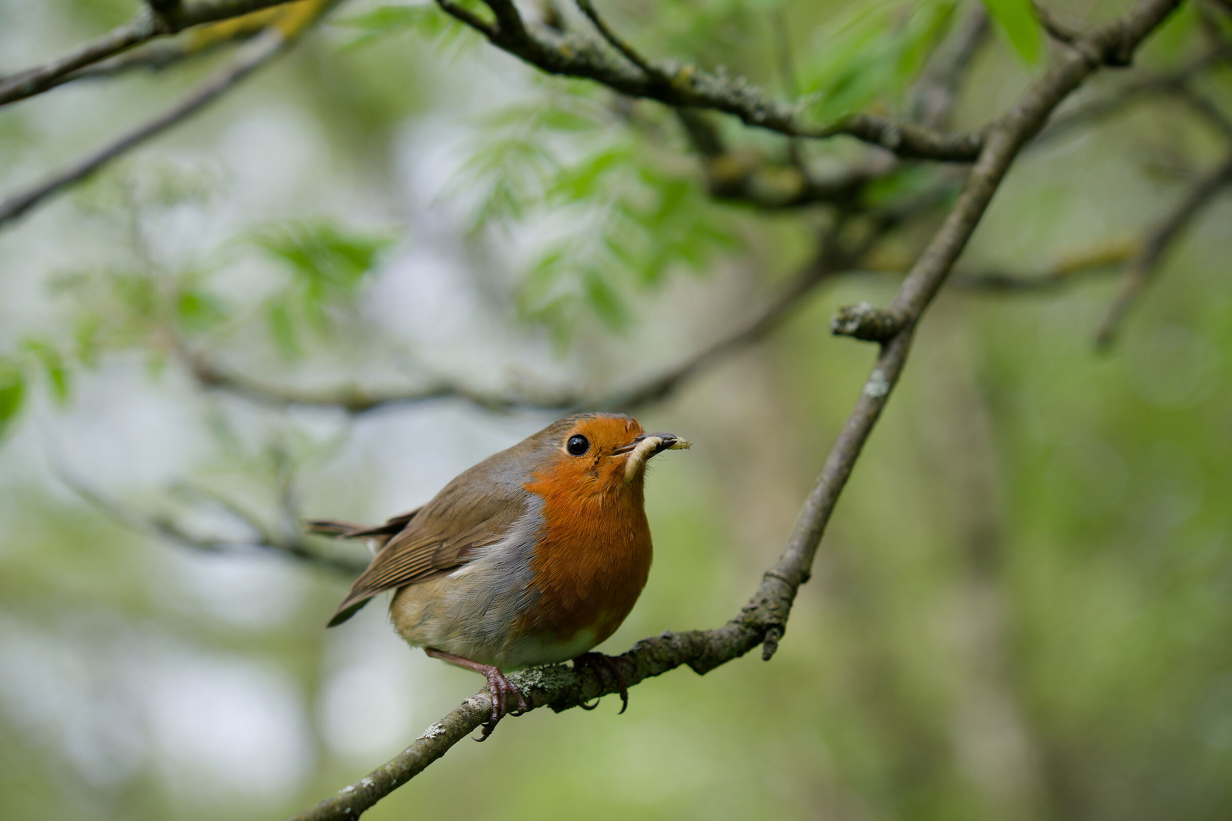 Wildlife Edinburgh 2024...