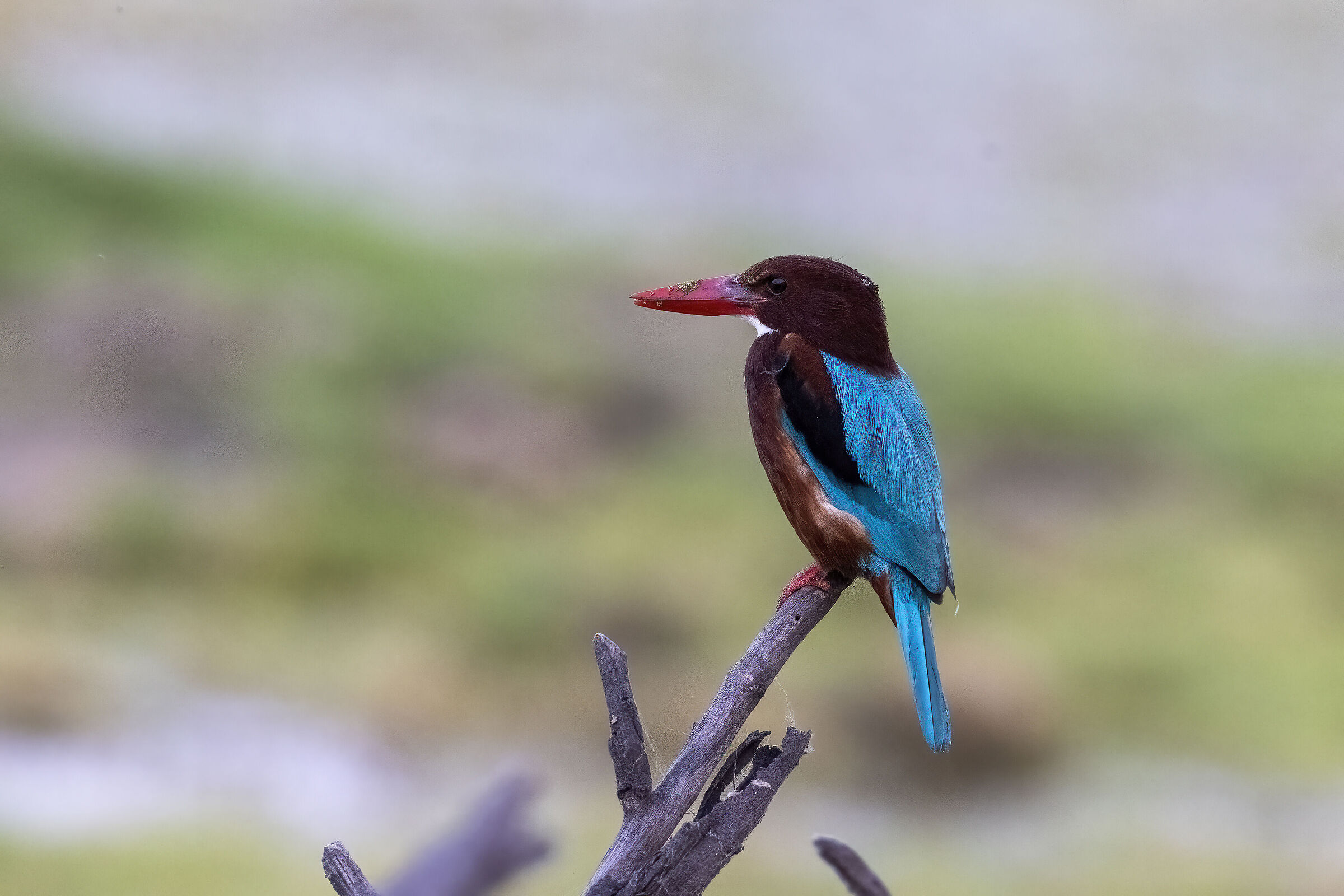 Parco Keoladeo...