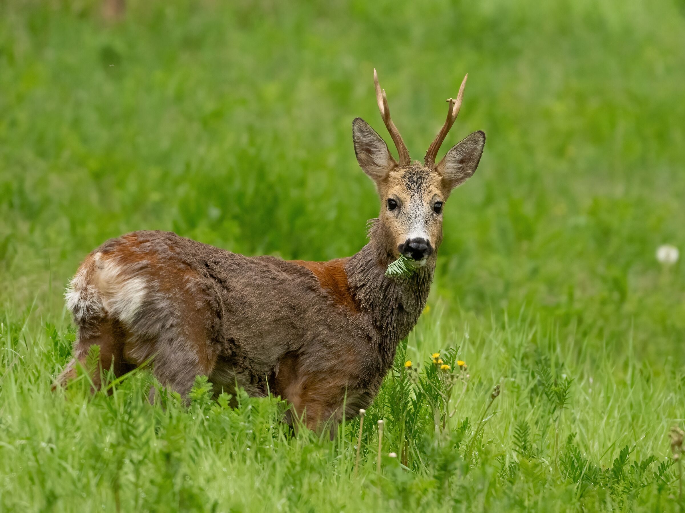 Roe deer (Capreolus capreolus) in spring moult...
