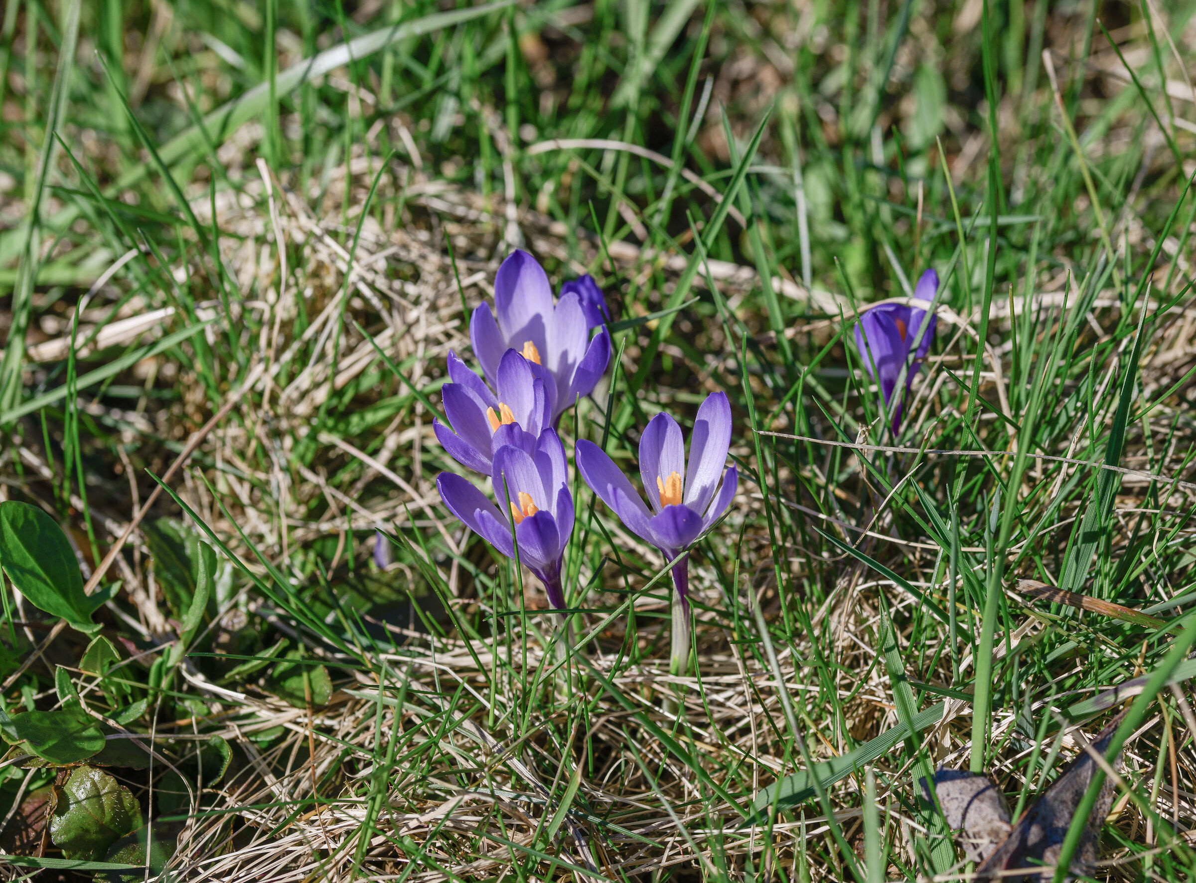 crocus...