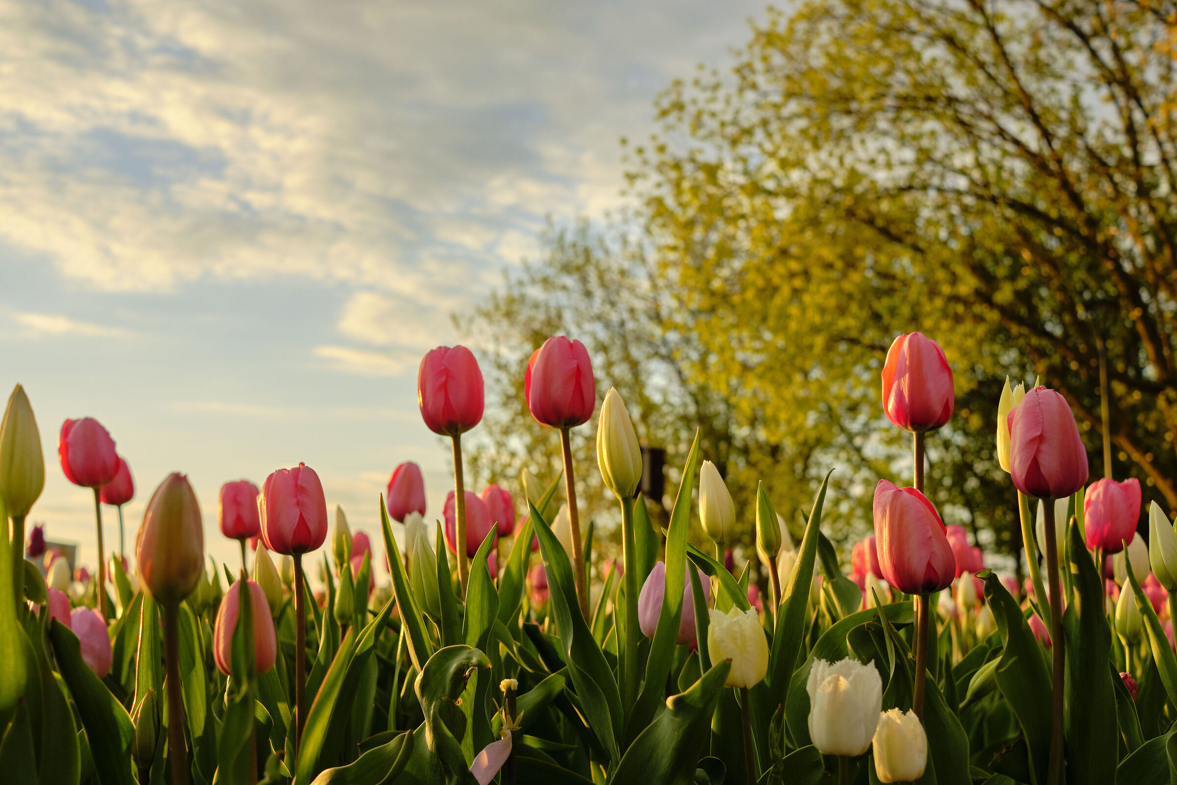 Tulipani...
