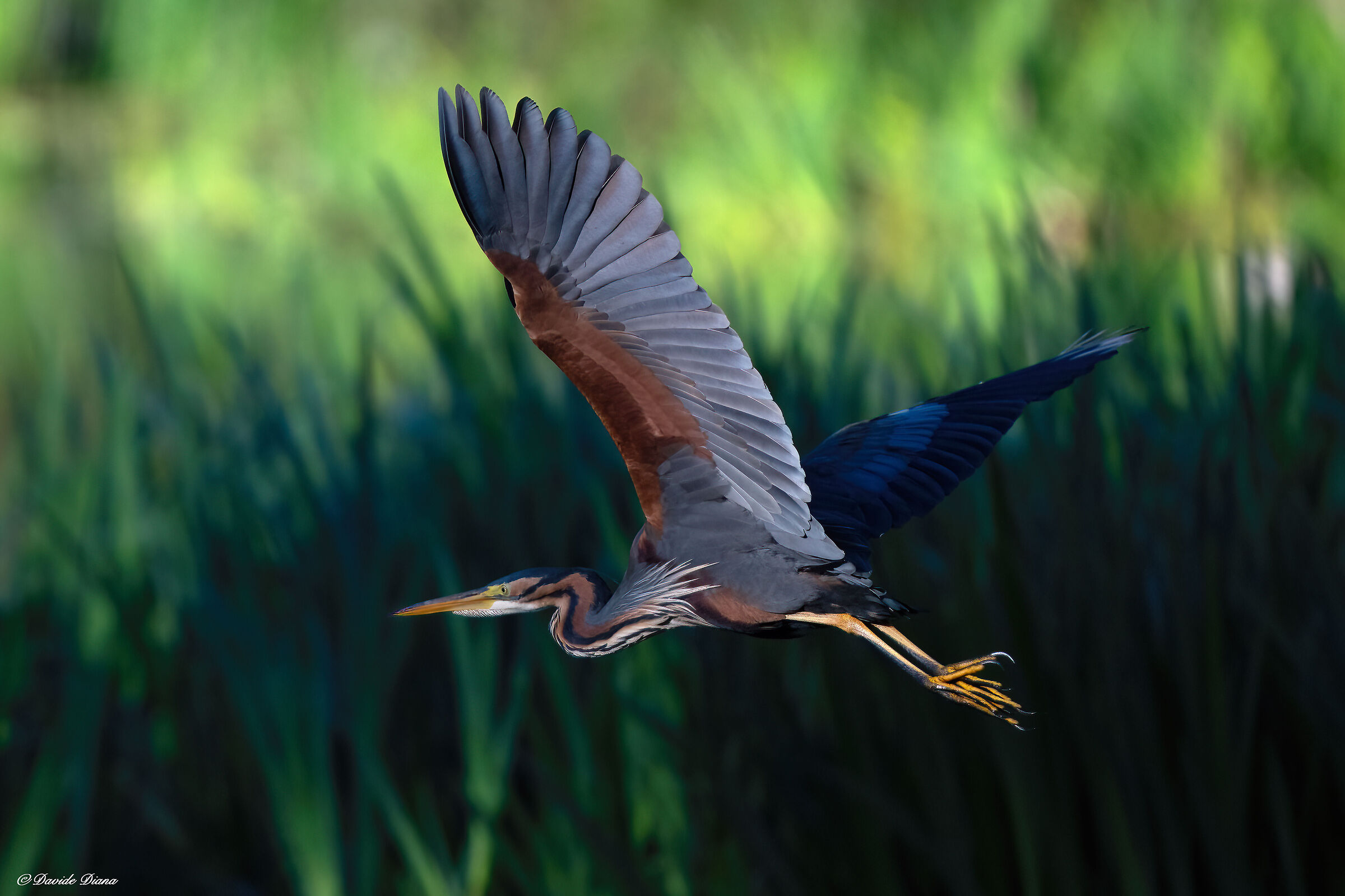 Purple heron ...